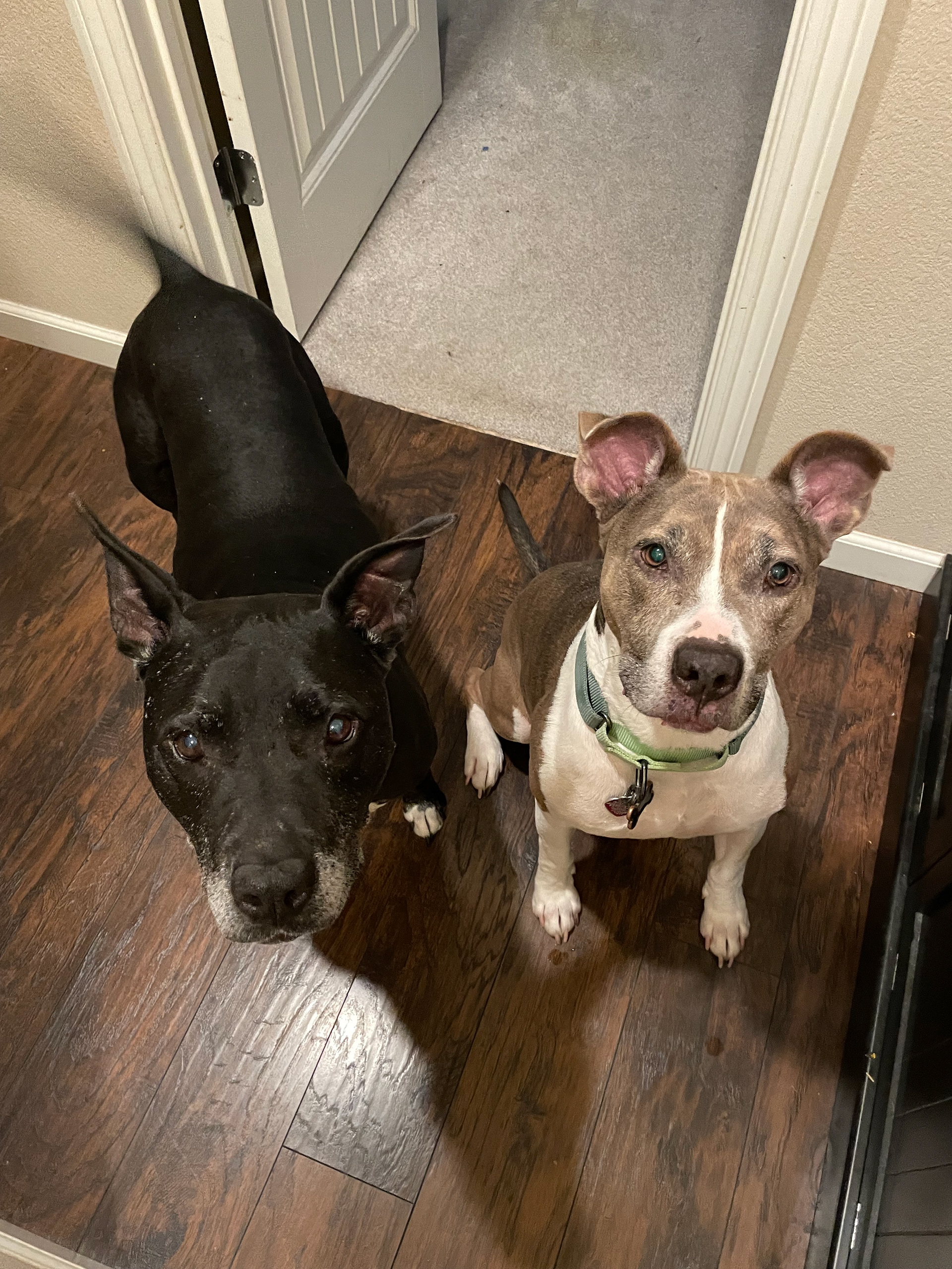 Max and Rio