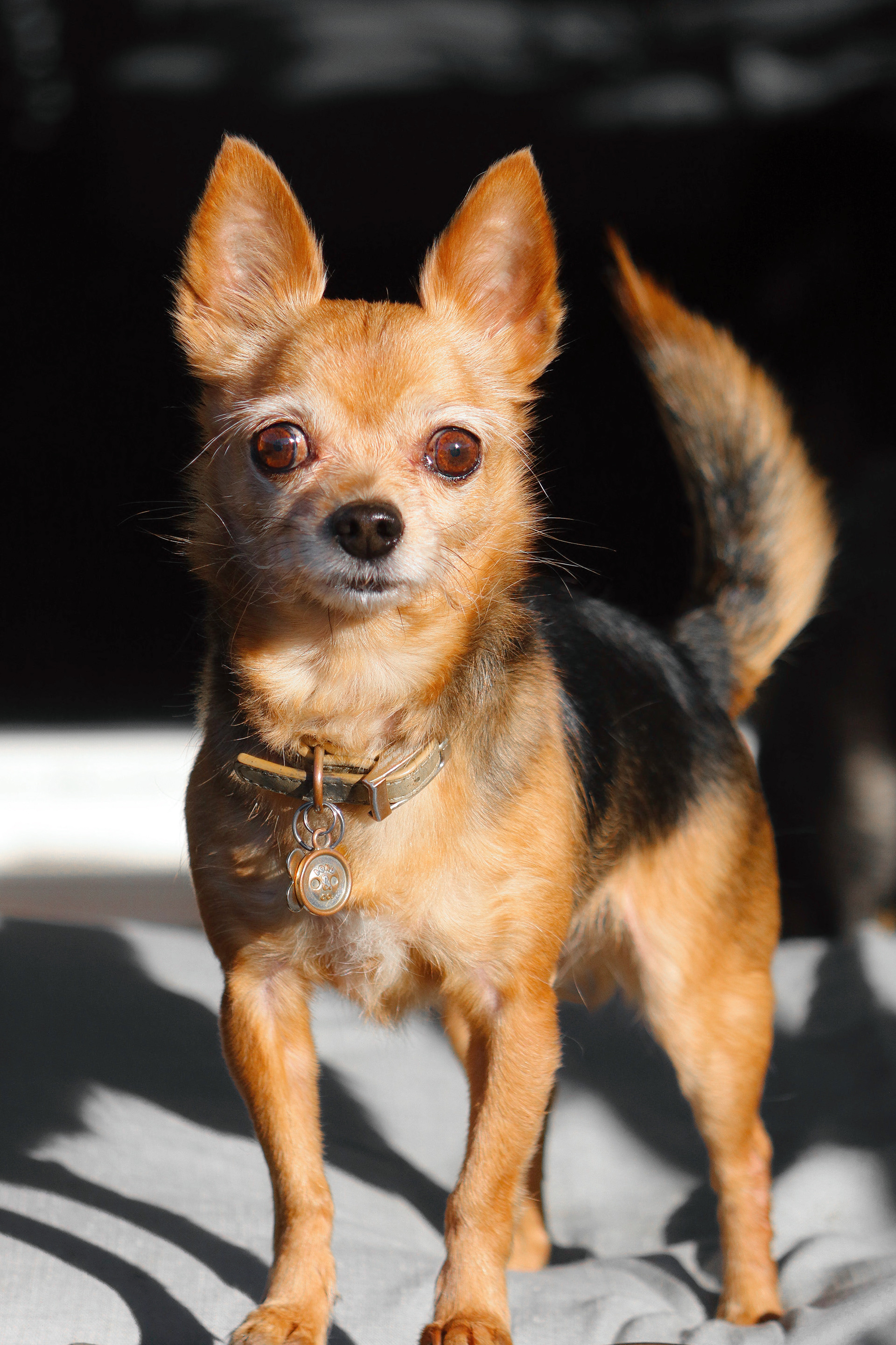 Tinker Bell