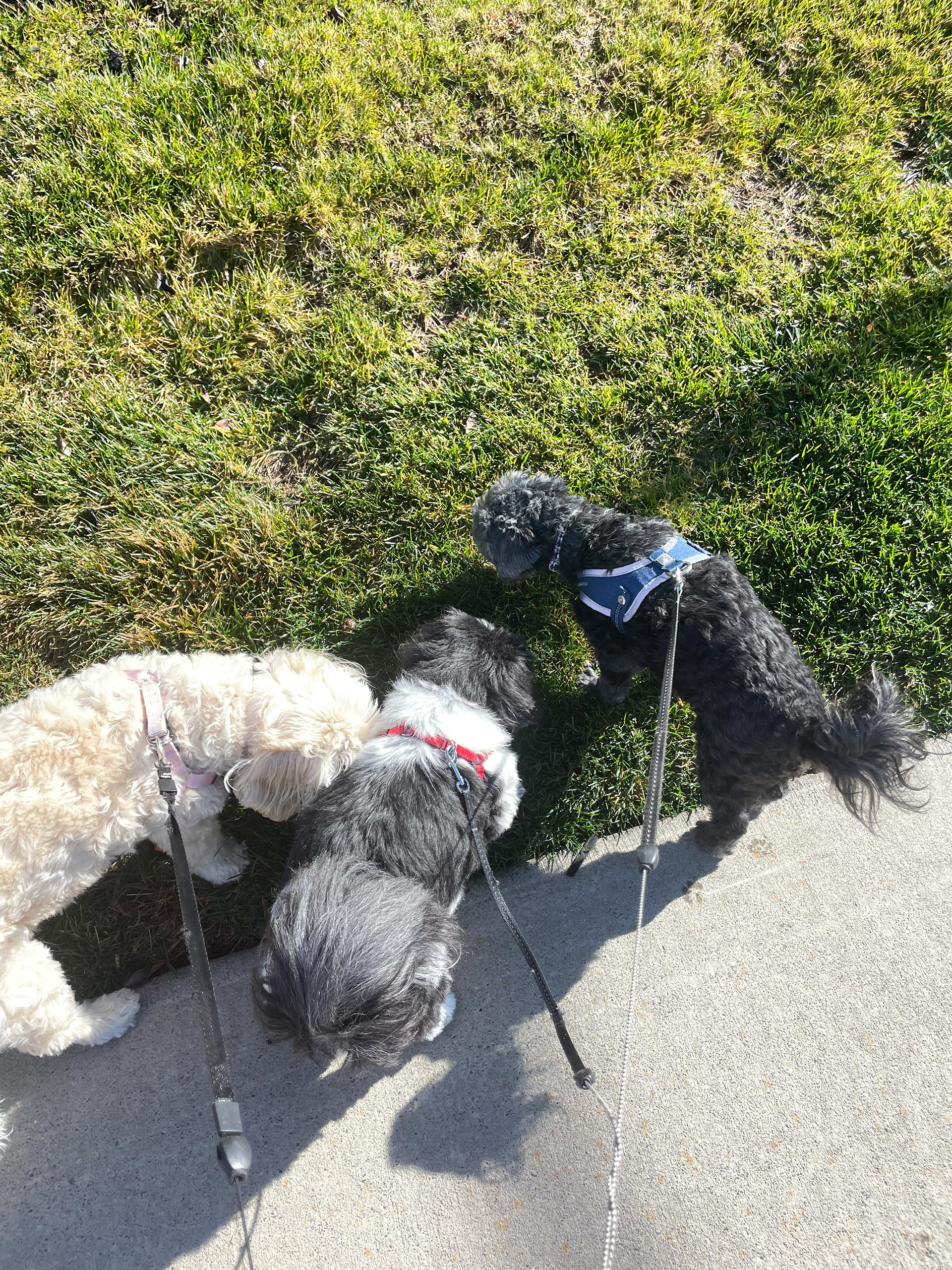 Missy, Mimi, Willow