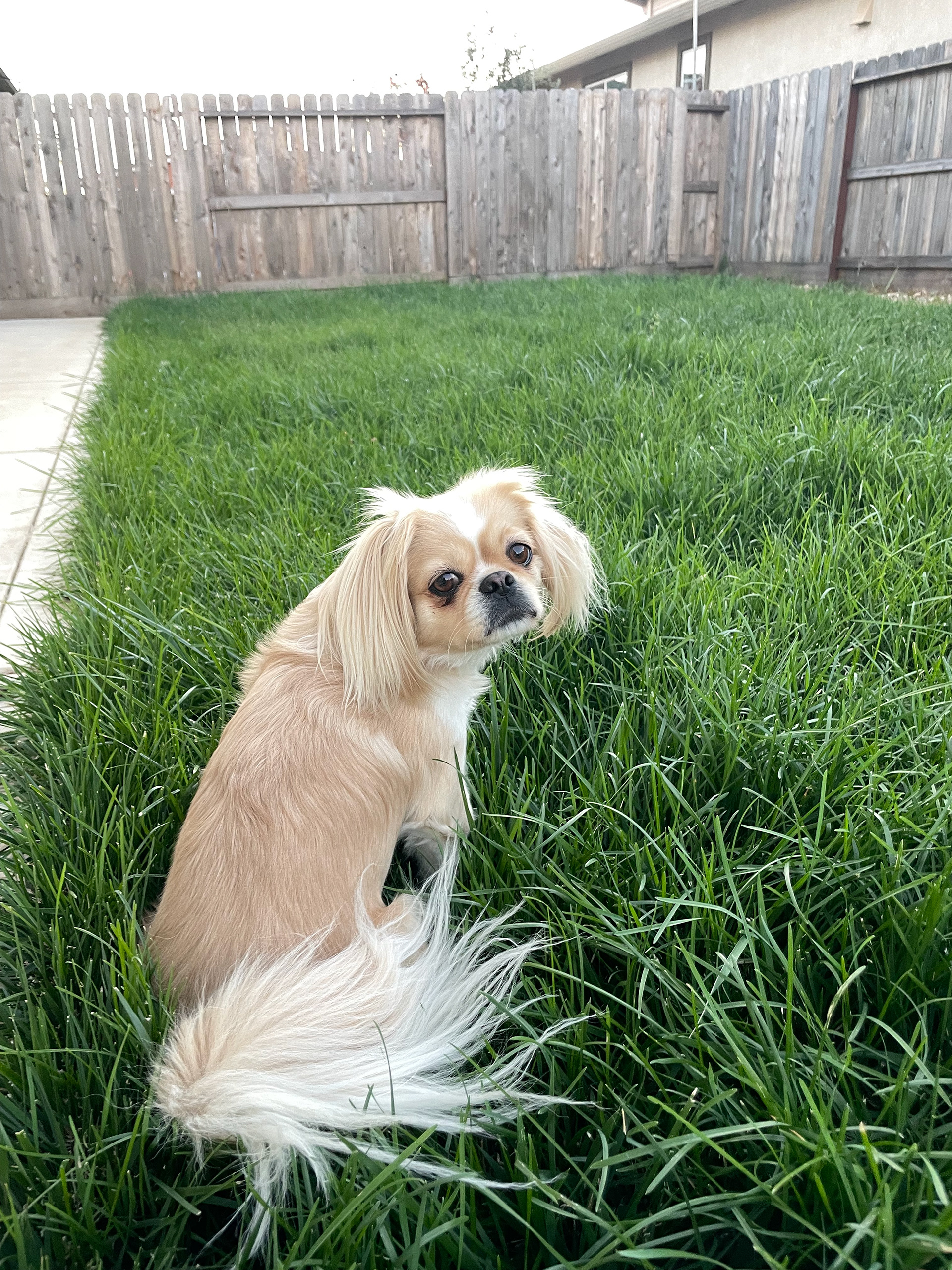 Chickie