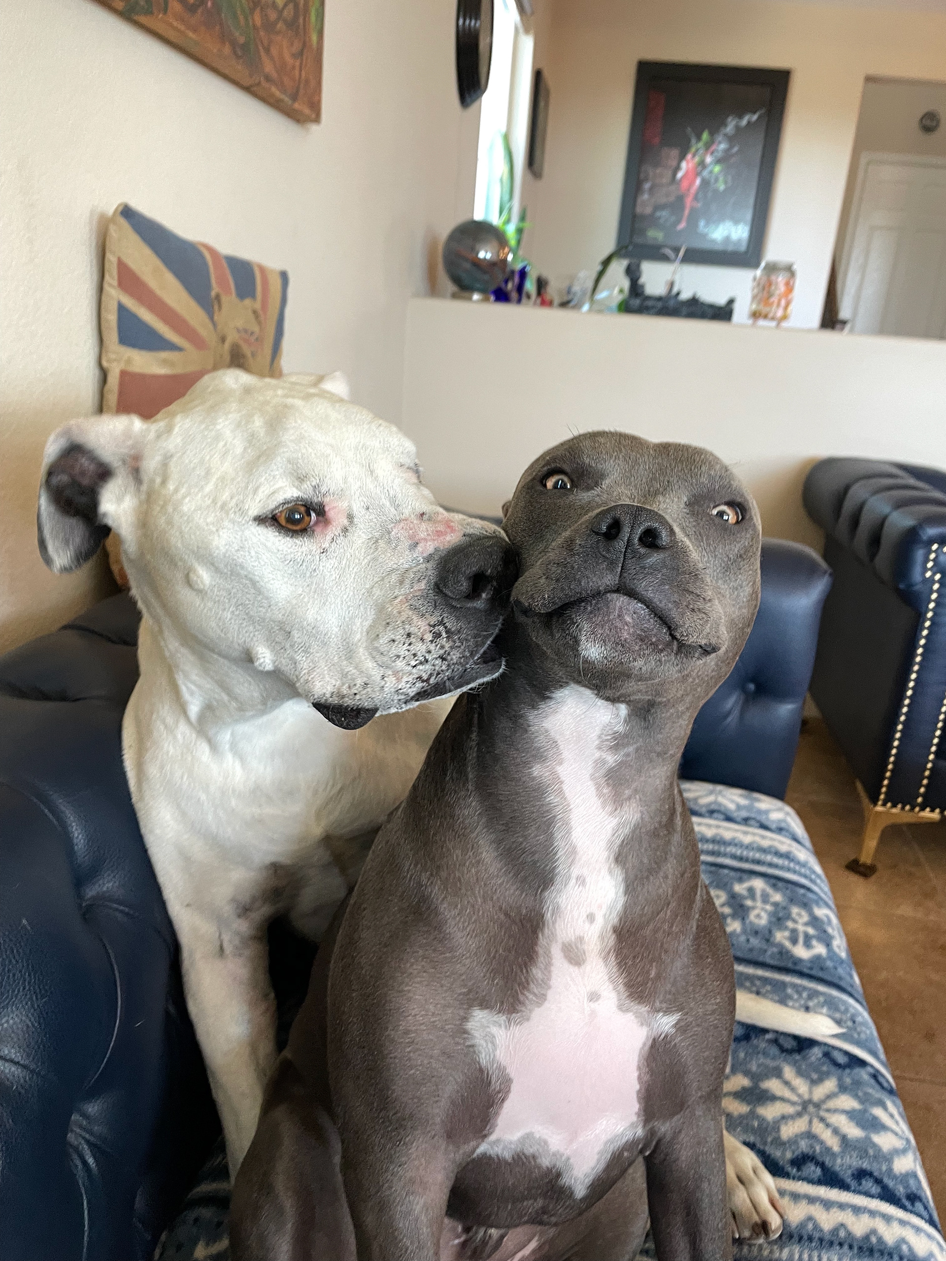Duke and Brutus