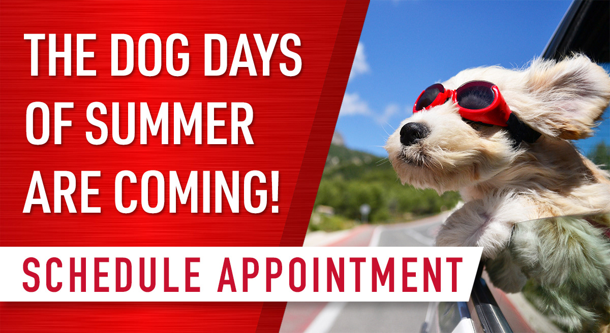"The dog days of summer are coming!"