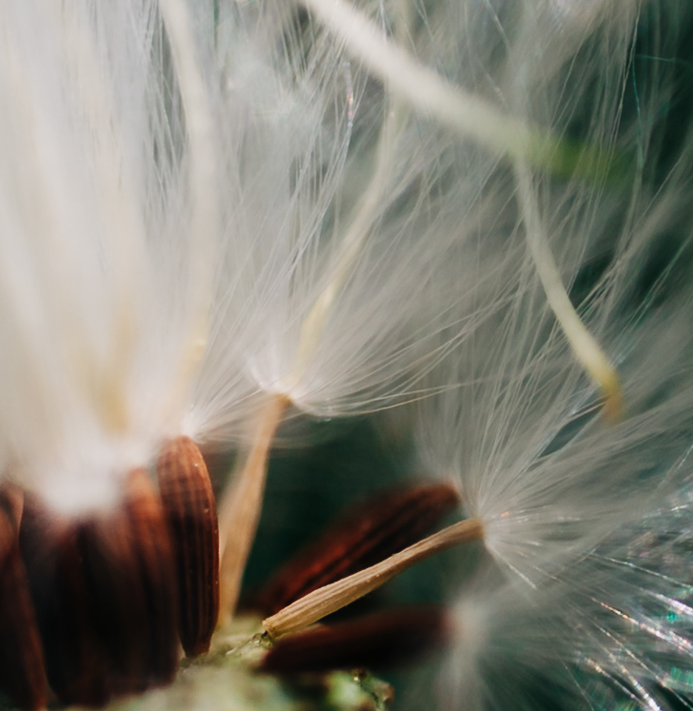   Close-up of dandelion seeds with delicate white fluff and brown seeds. 
