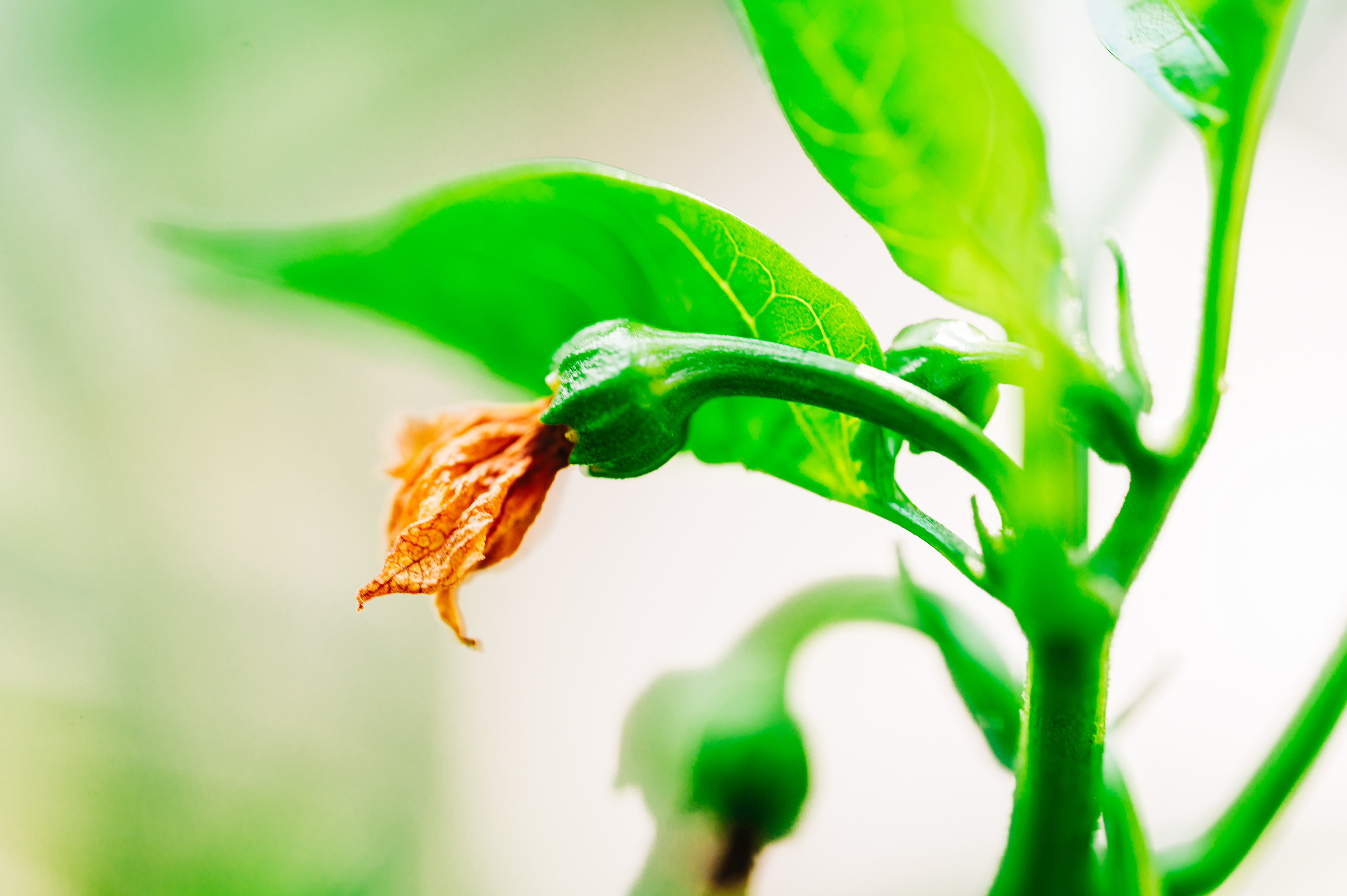     A close-up of a pepper plant with green leaves and a dried flower. 