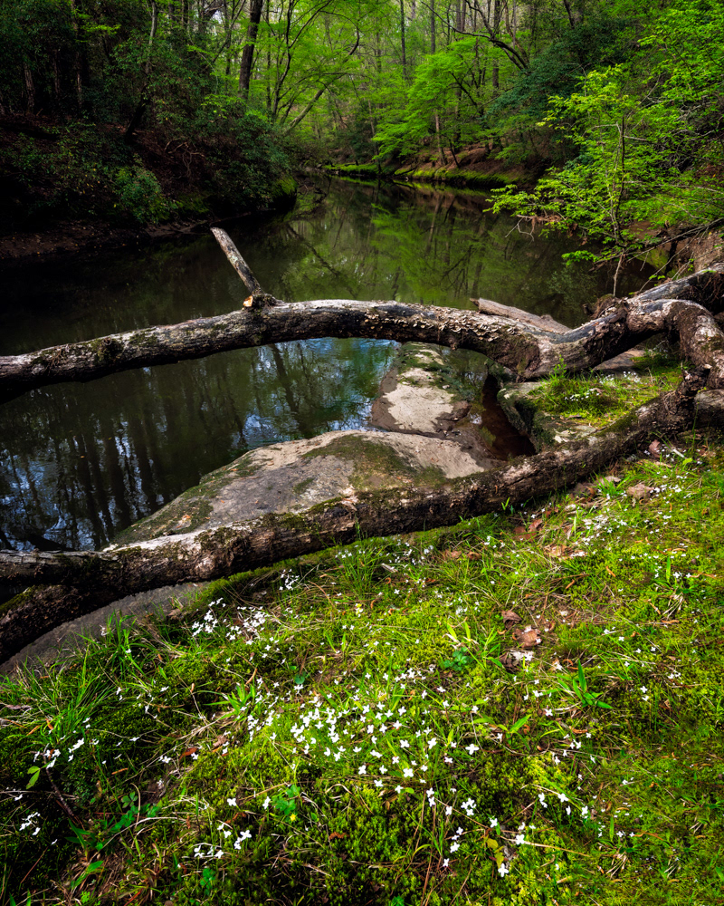 Company Mill Trail, Umstead Park