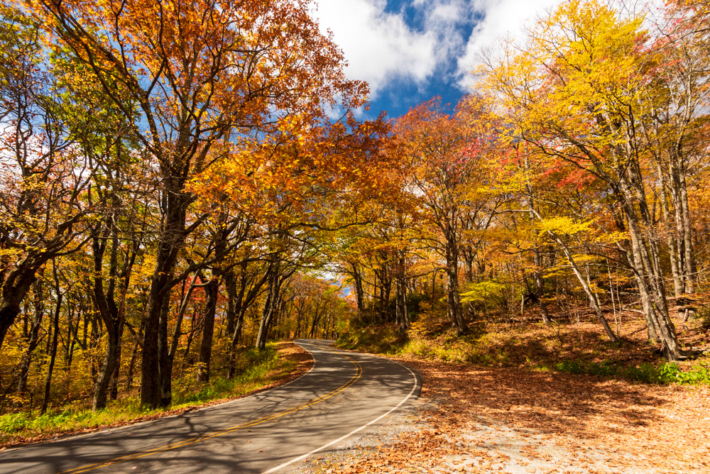 Fall Colors