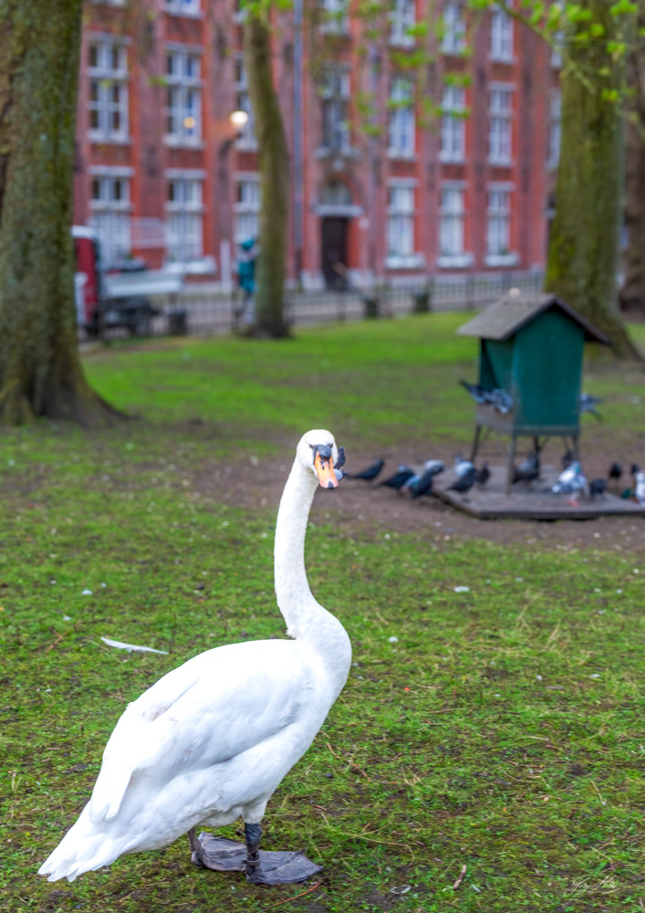 Swan
