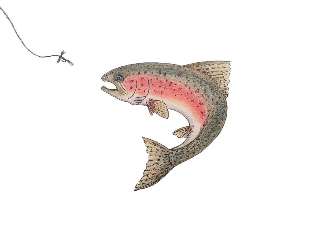 Rainbow Trout