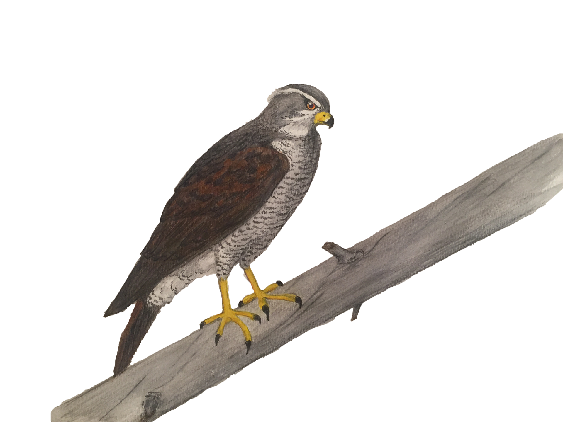 Northern Goshawk