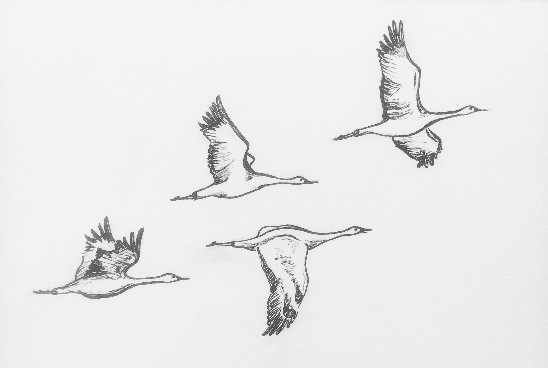 Sandhill Crane Migration