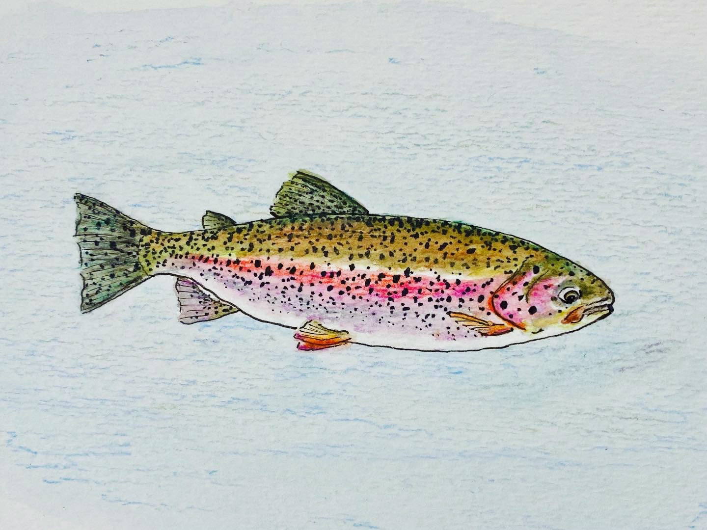 Rainbow Trout. Caught and released in the Wrangell Mountains, AK.