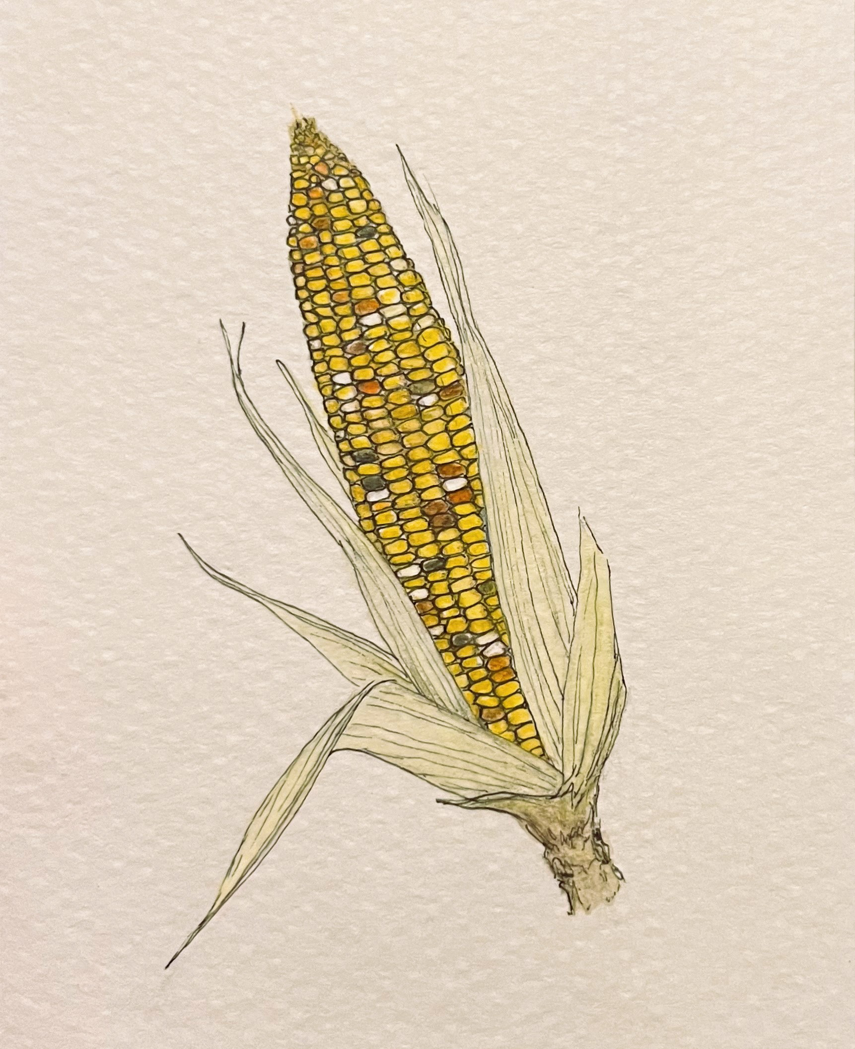 Indian corn