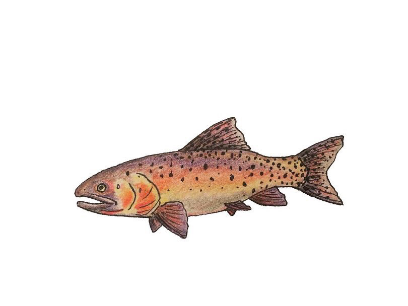 Cutthroat Trout