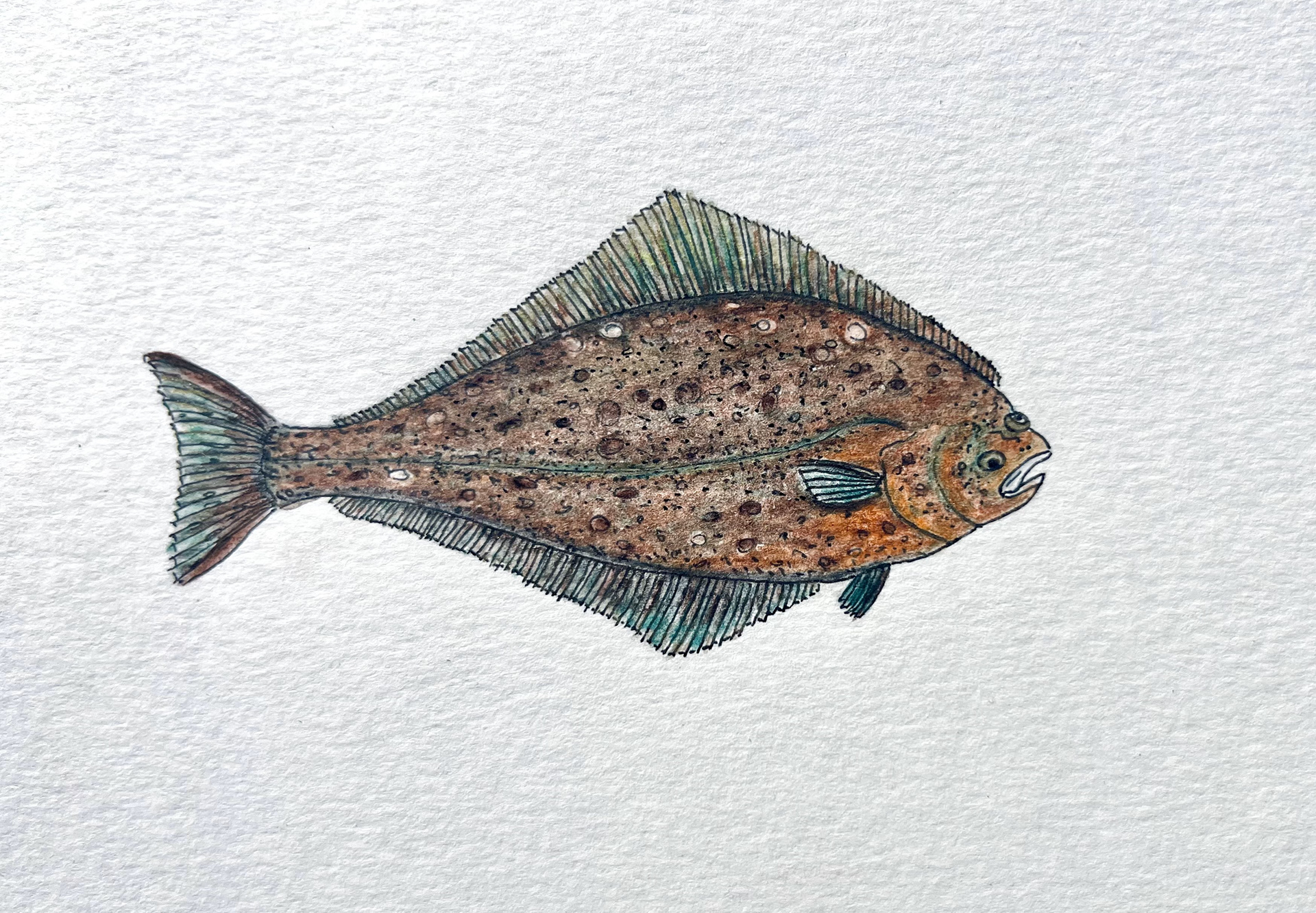 Alaskan Halibut