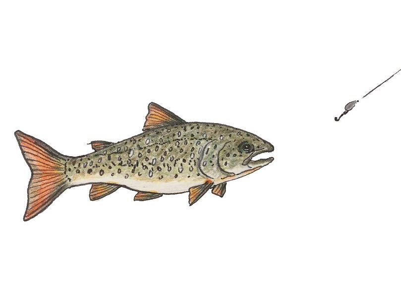 Lake Trout