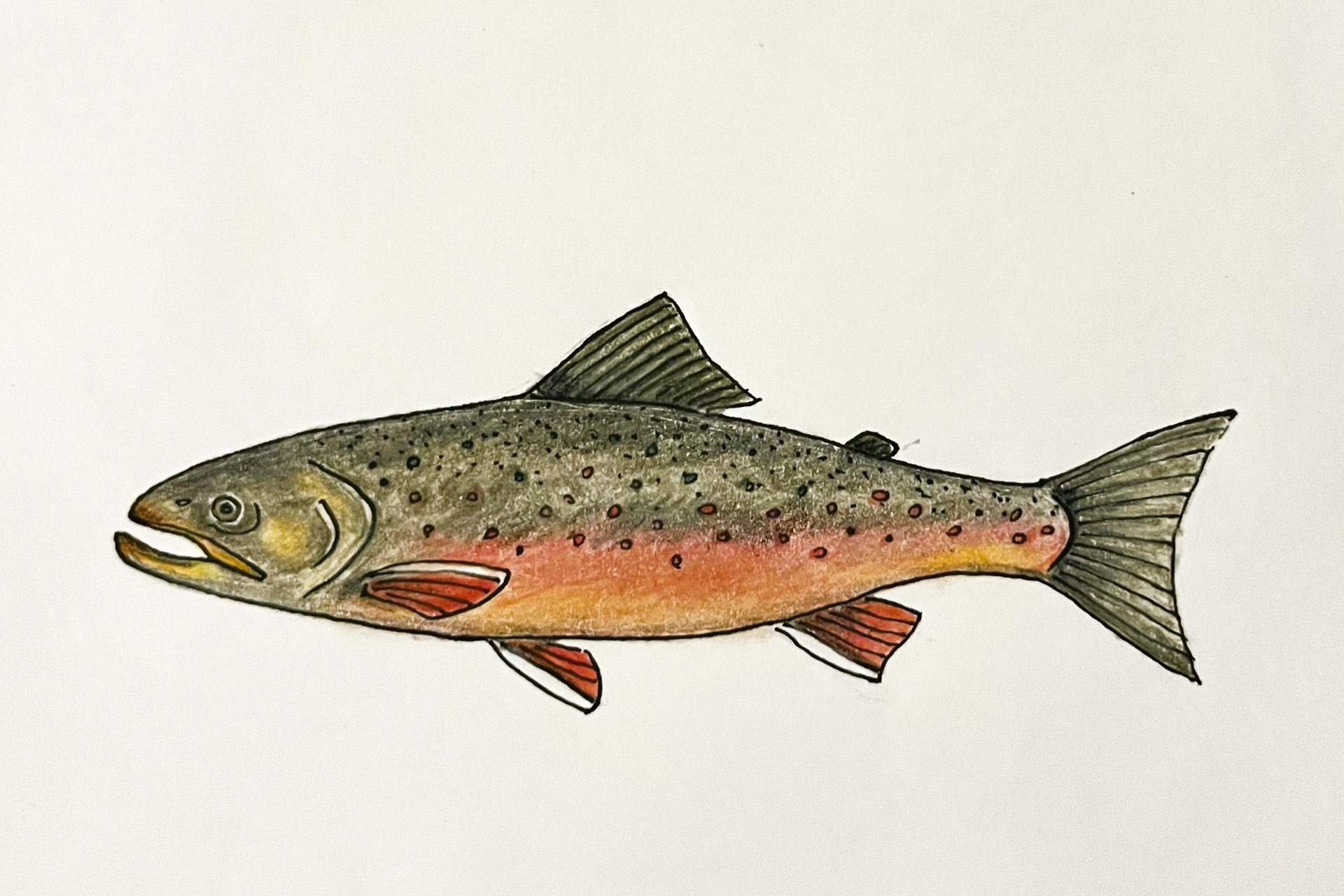 Arctic Char in spawning colors