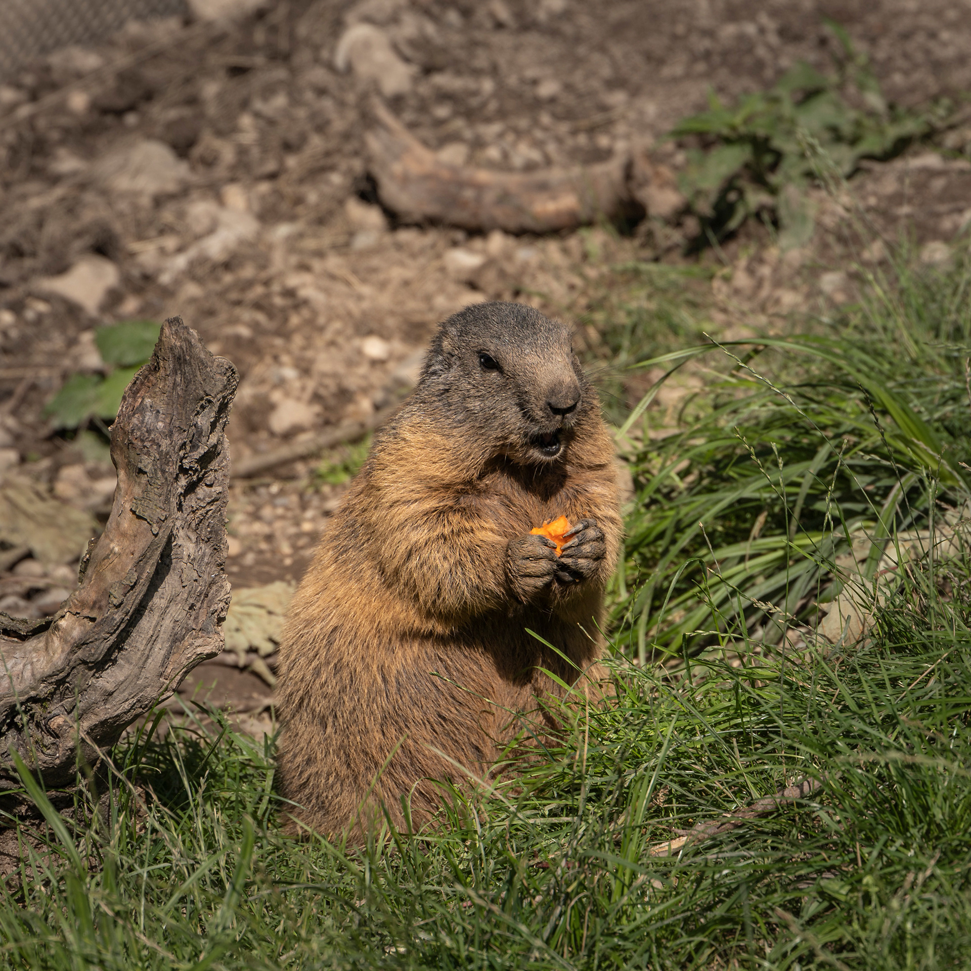 Tierisches 5