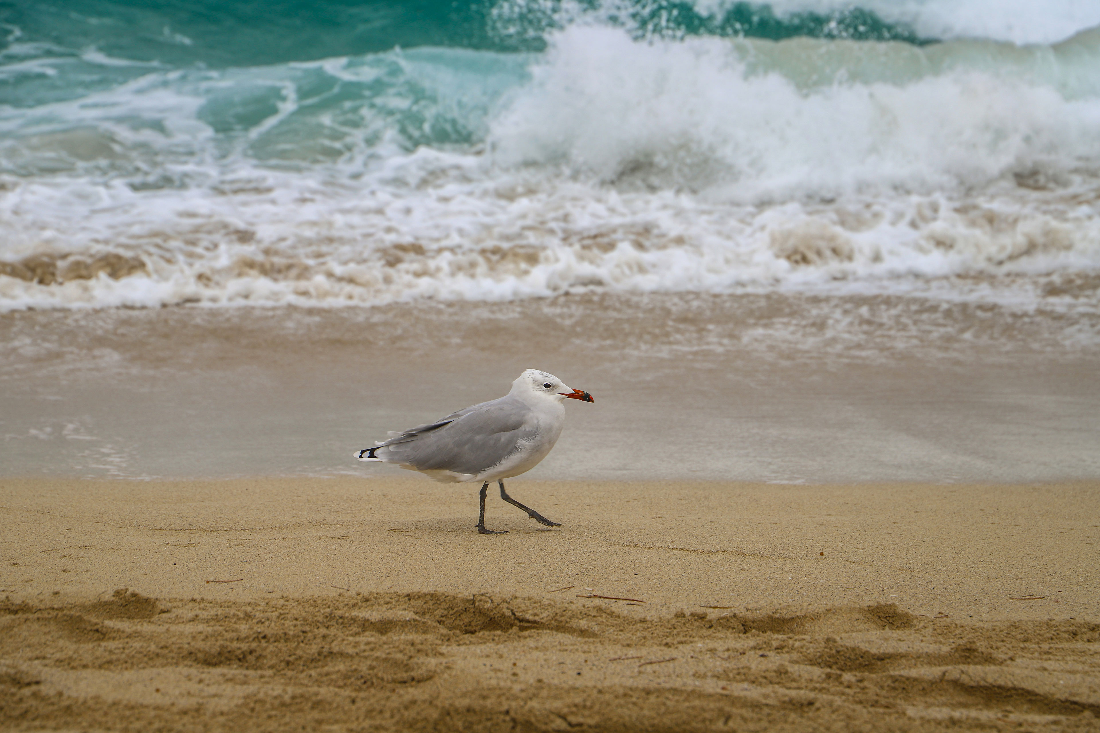 Tierisches 35