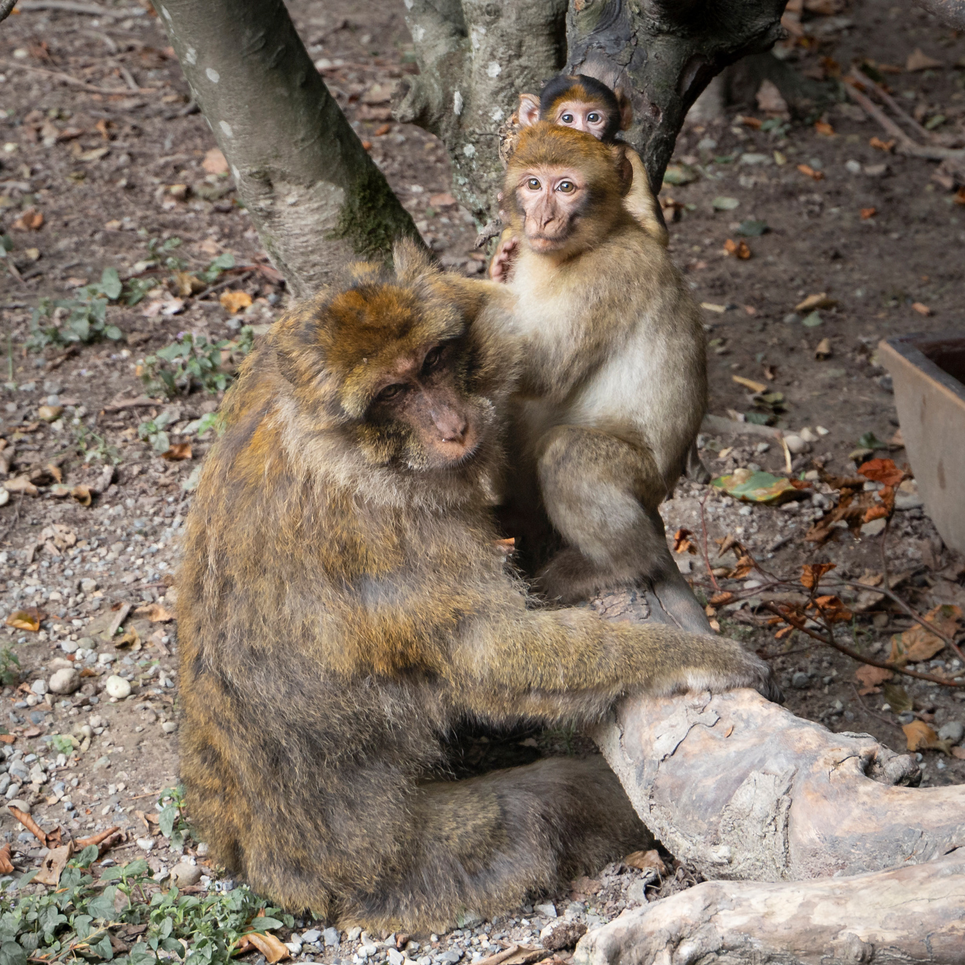 Tierisches 11