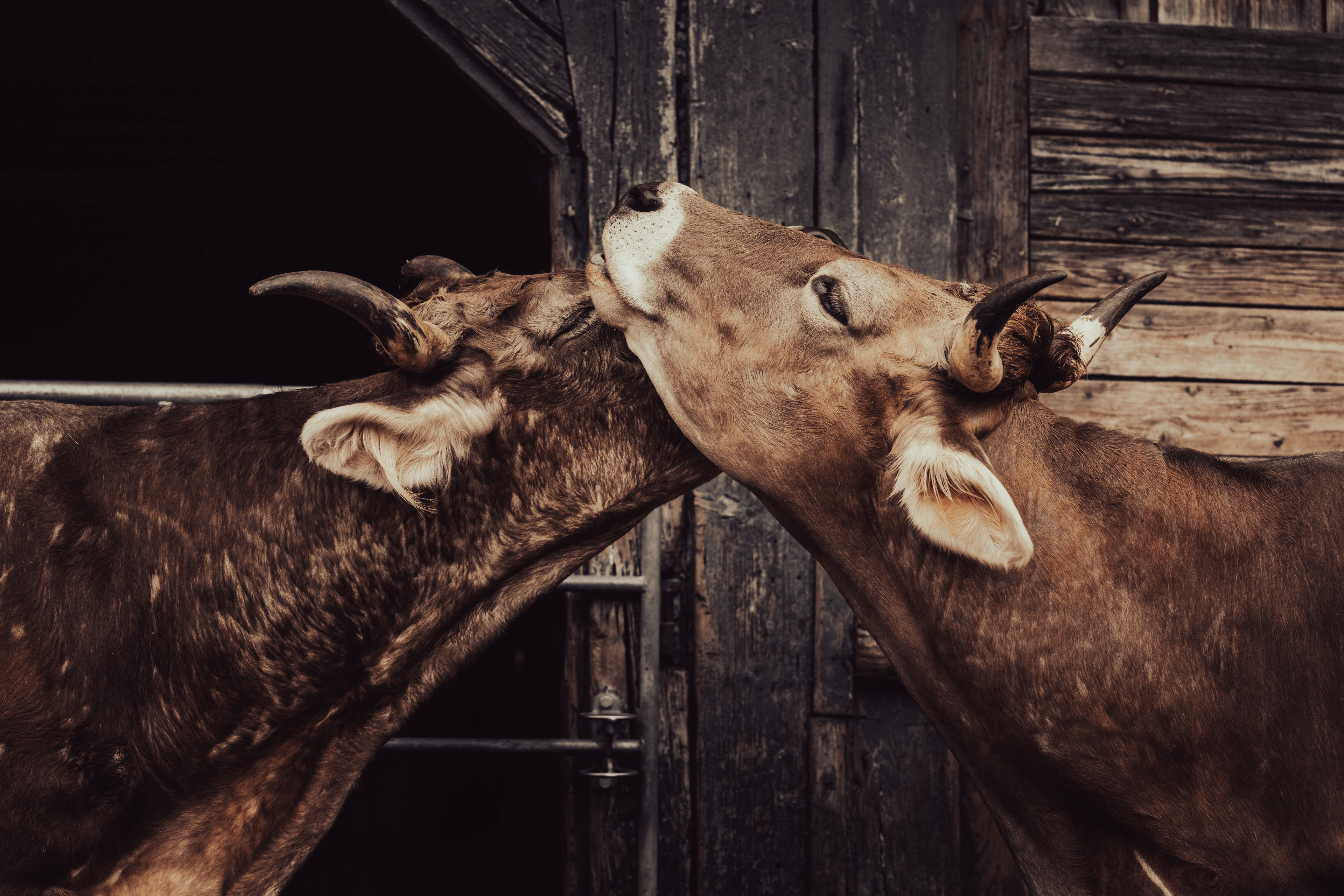 Tierisches 39