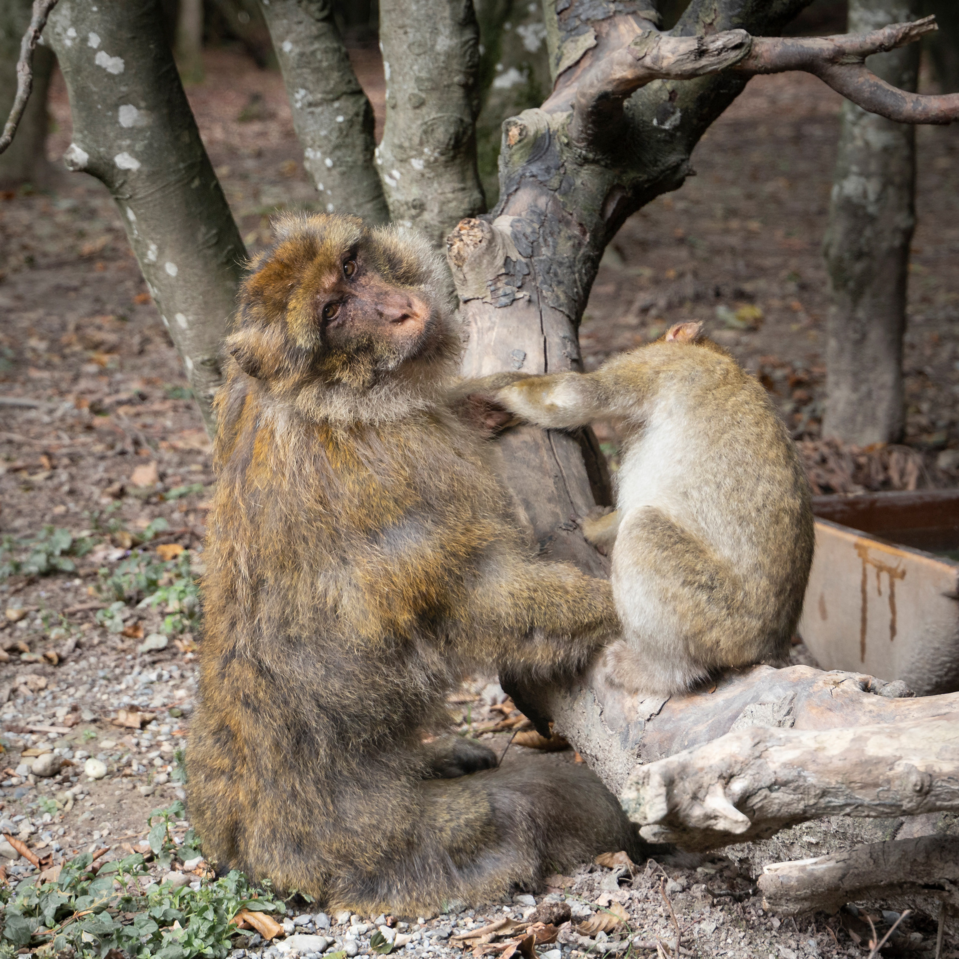 Tierisches 10