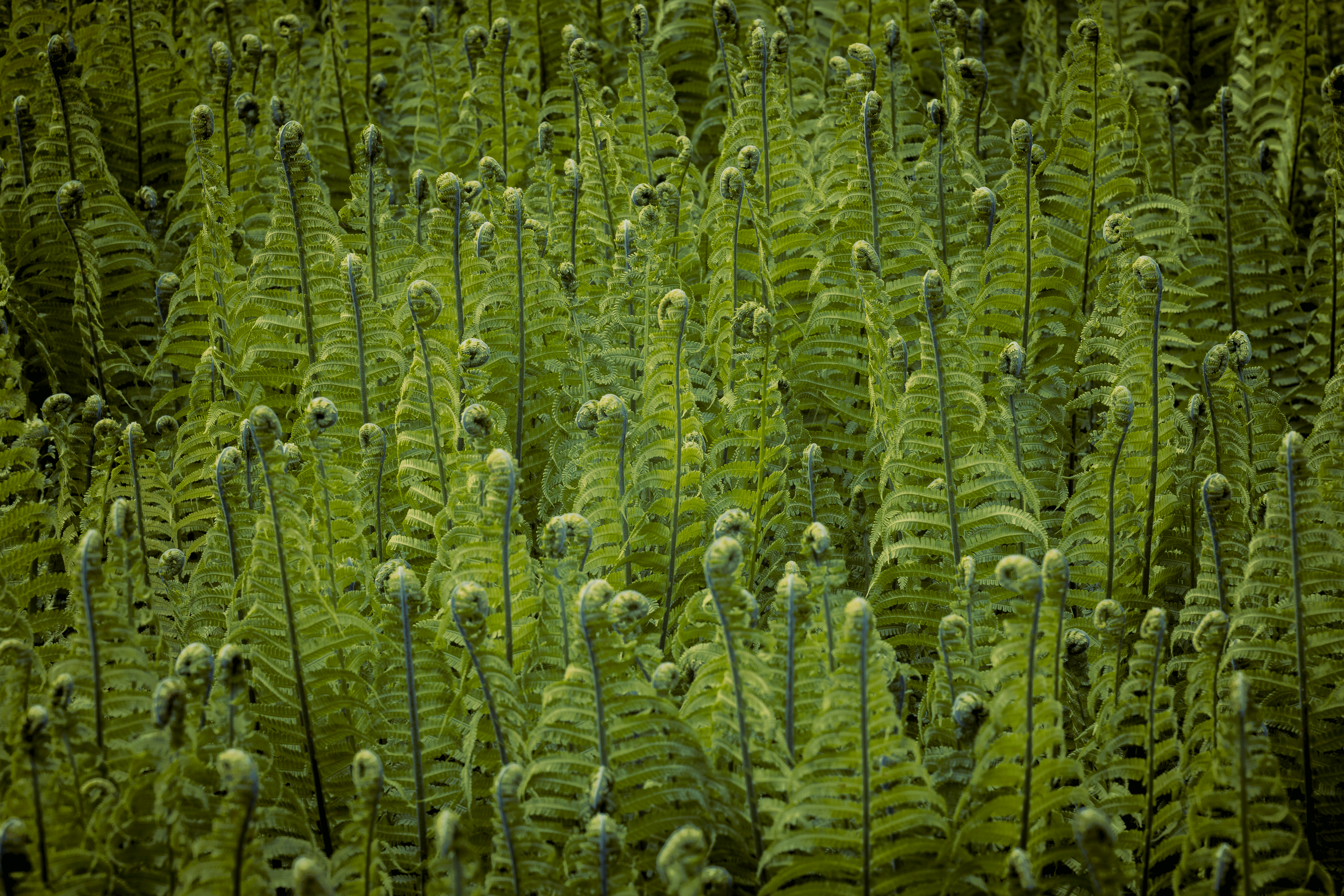 Plants and Herbs 7
