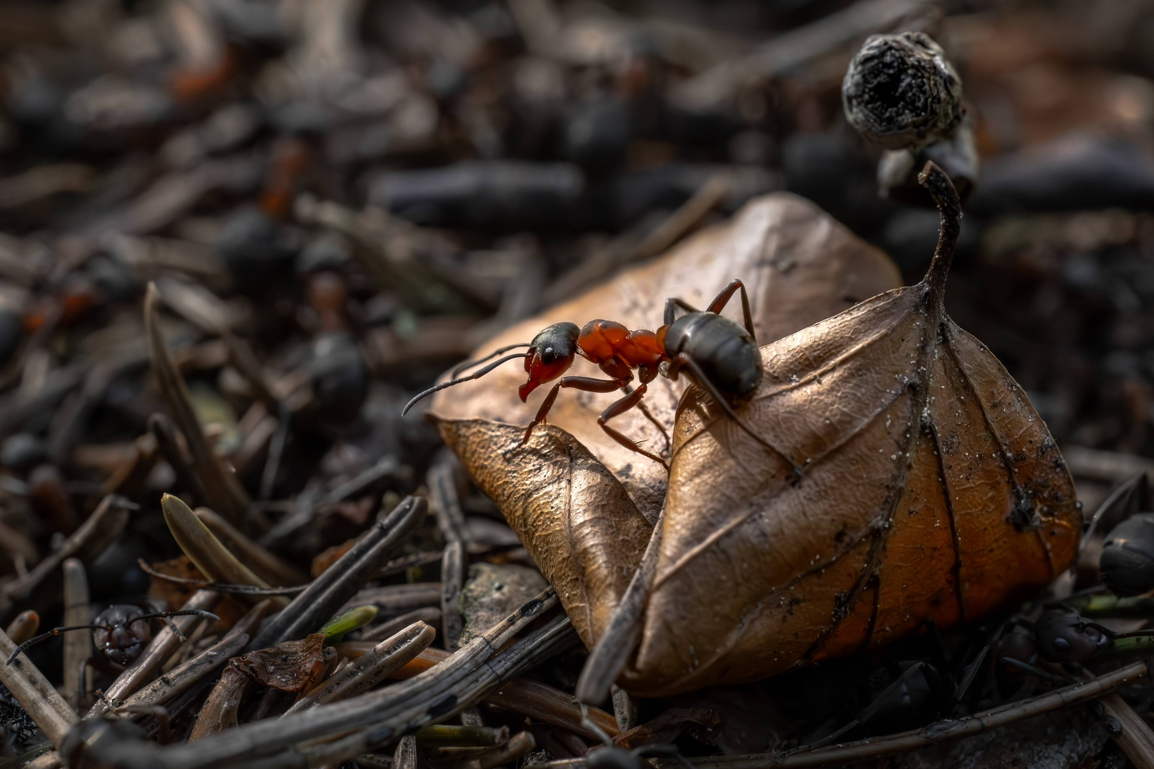 Tierisches 36
