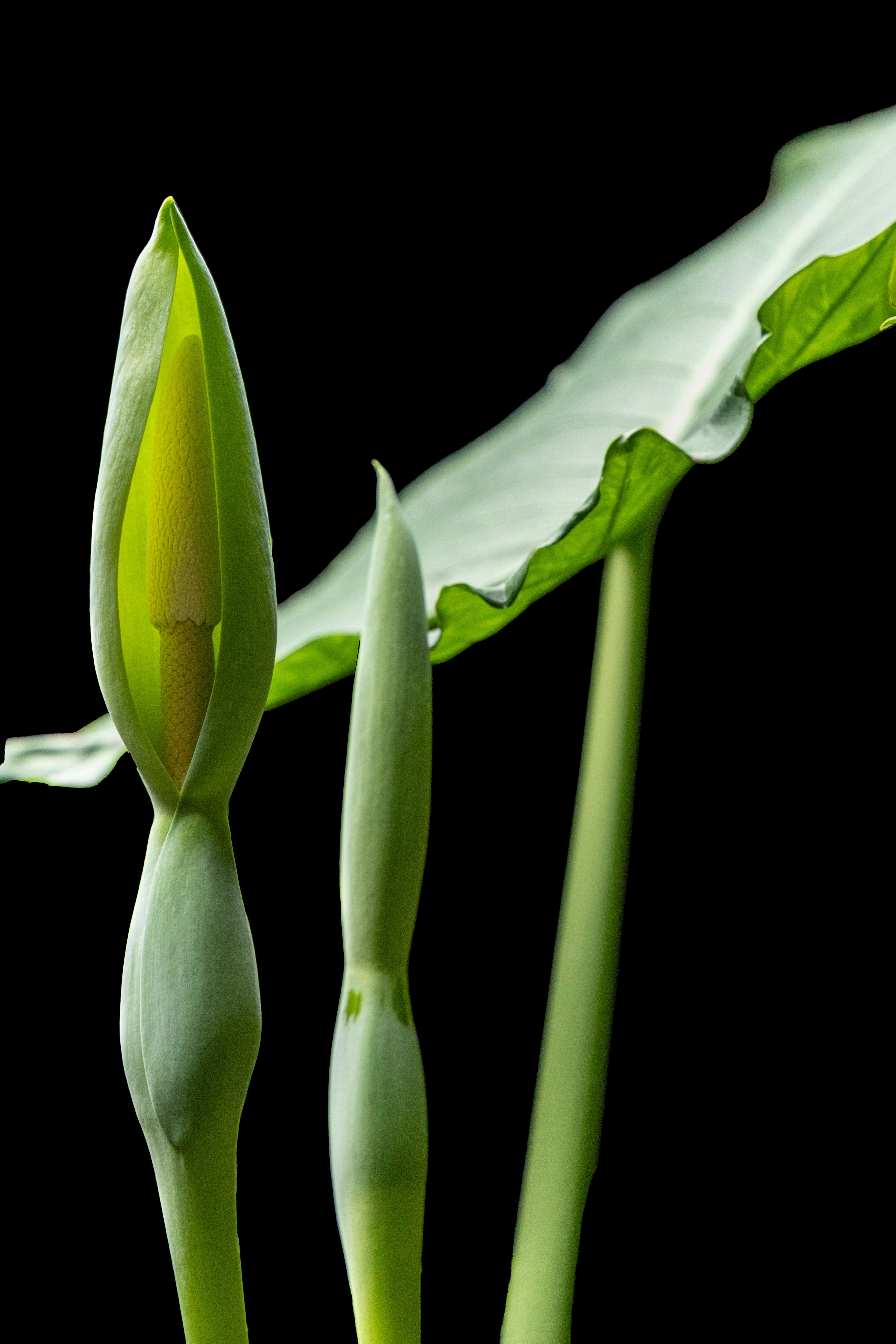 Schoenes in Schwarz 2