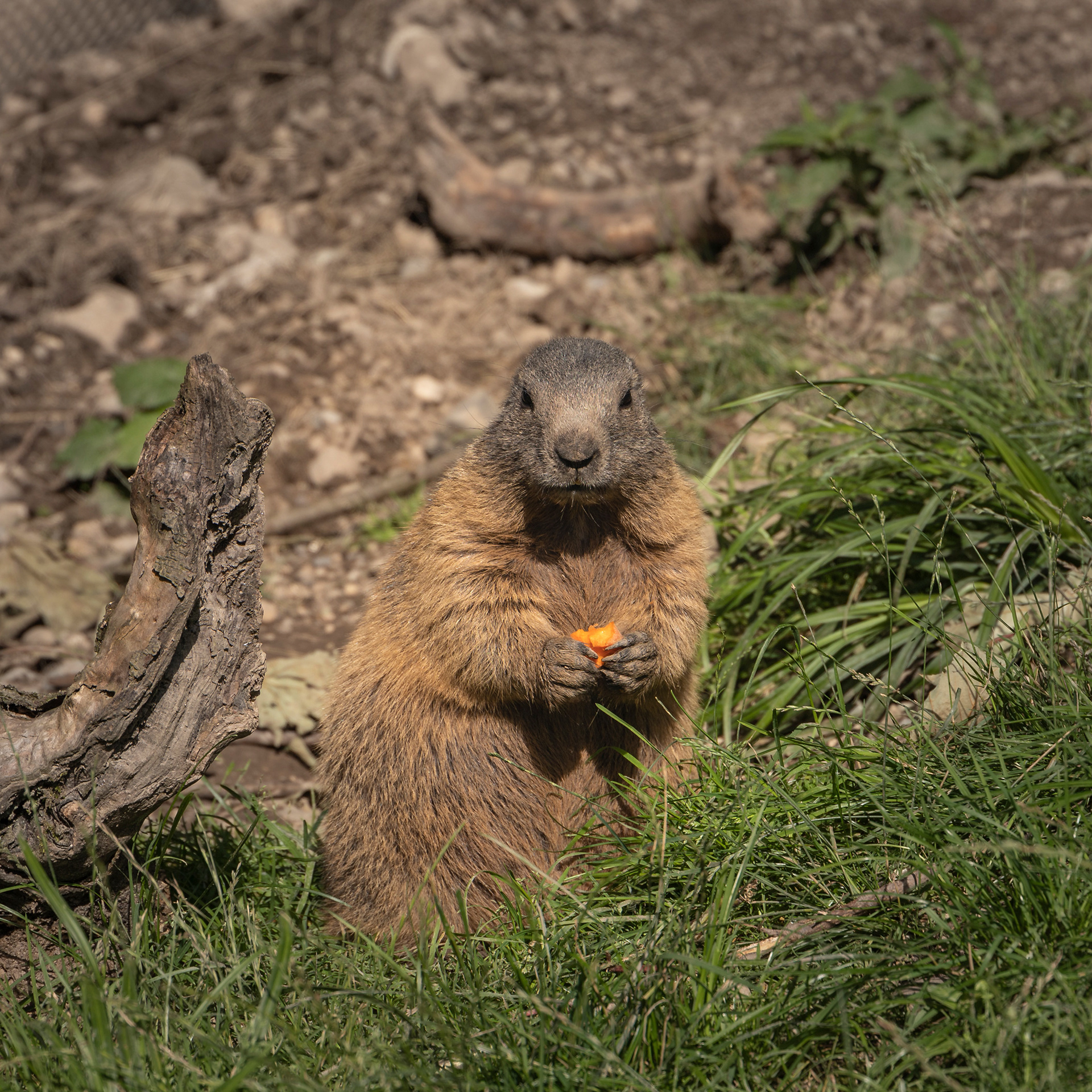 Tierisches 6