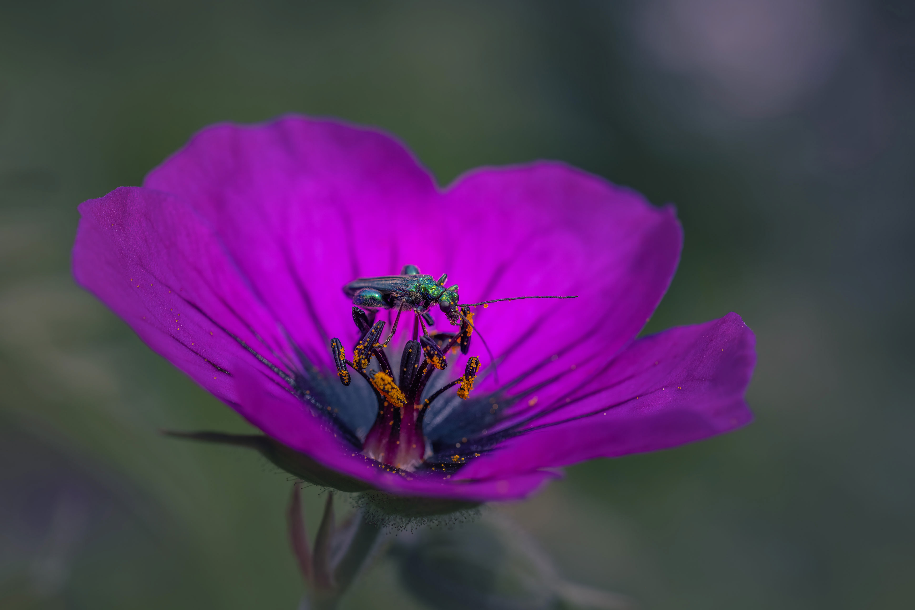 Tierisches 41