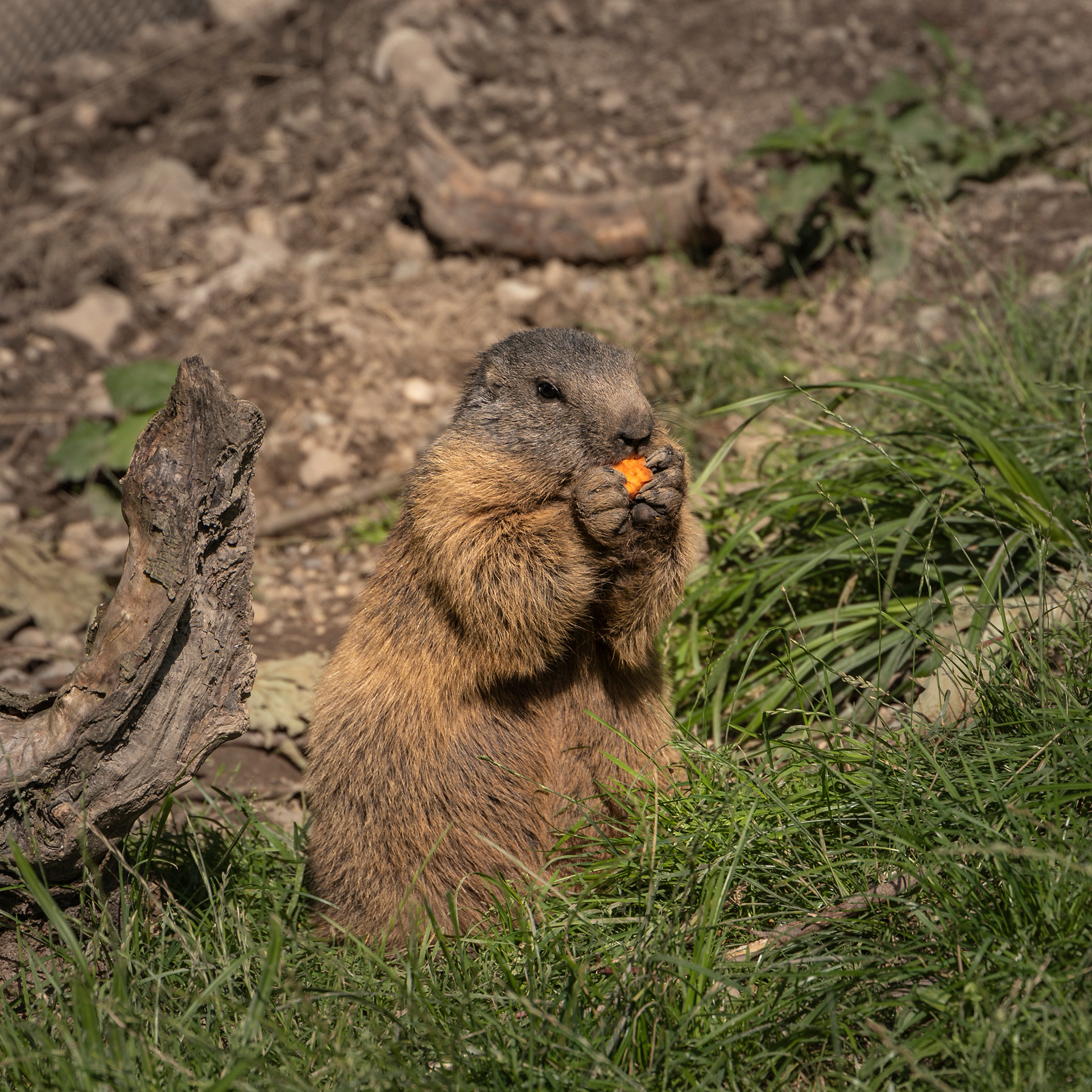 Tierisches 4
