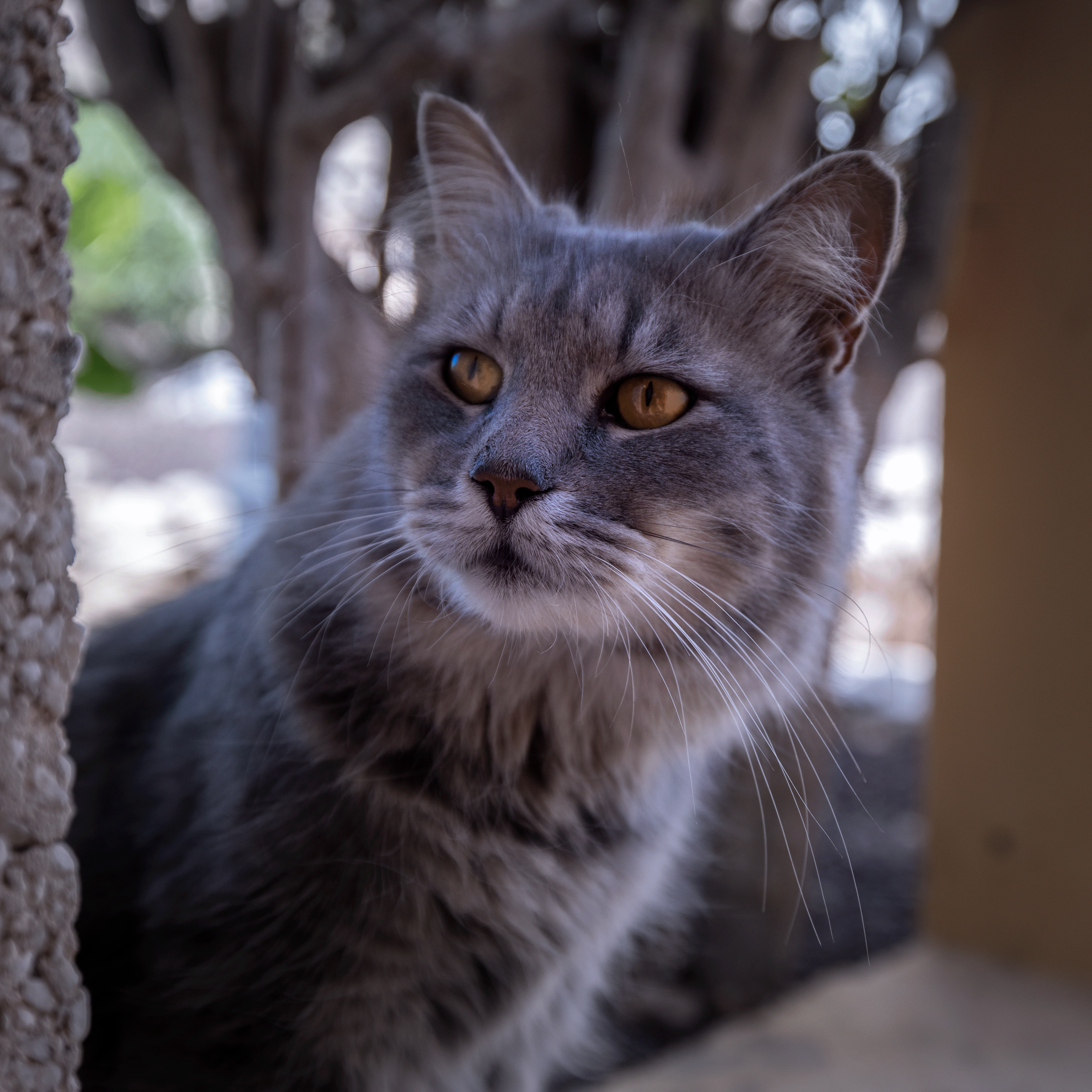 Miezekatze 20