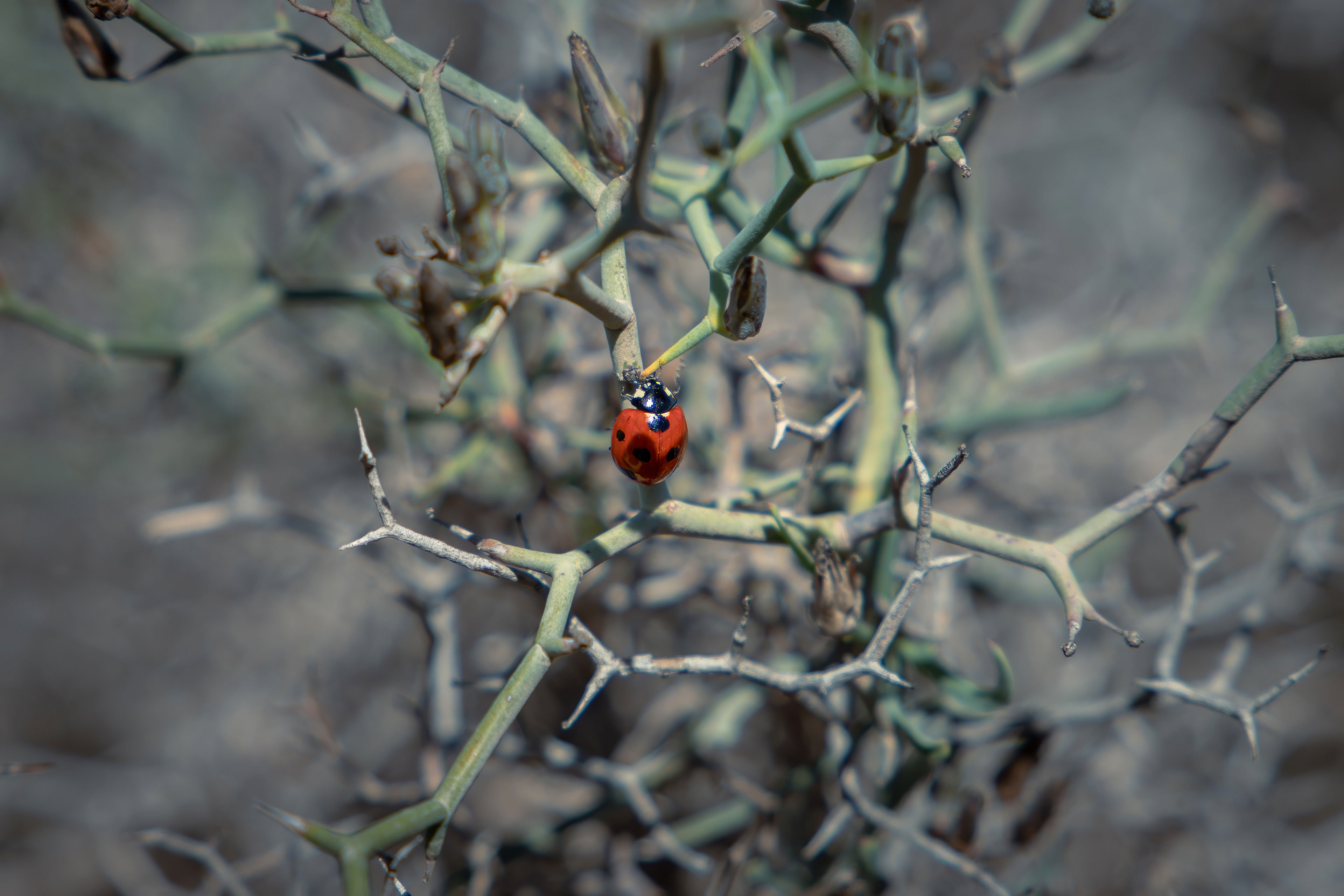 Tierisches 46