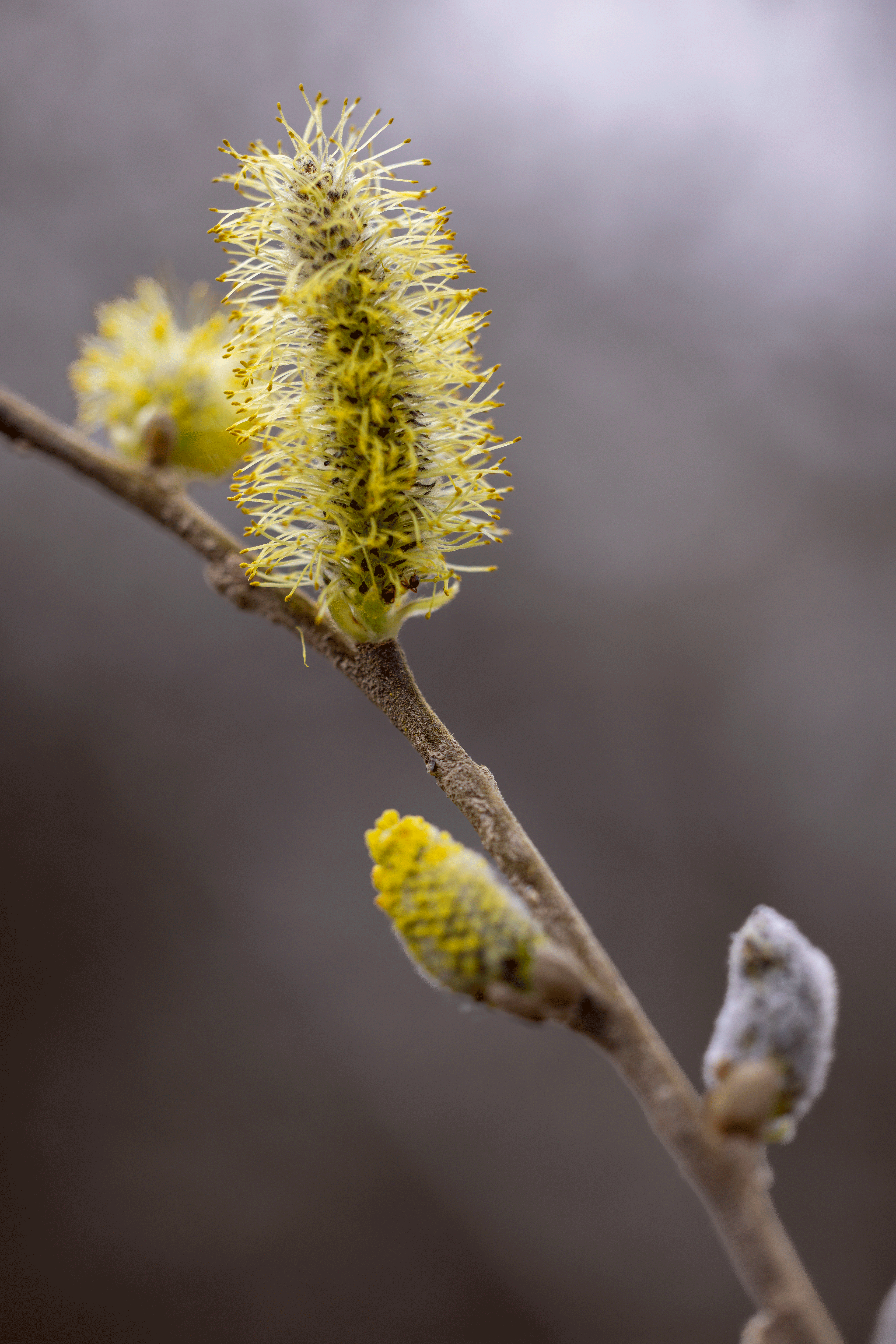 Fruehlingshaftes 33