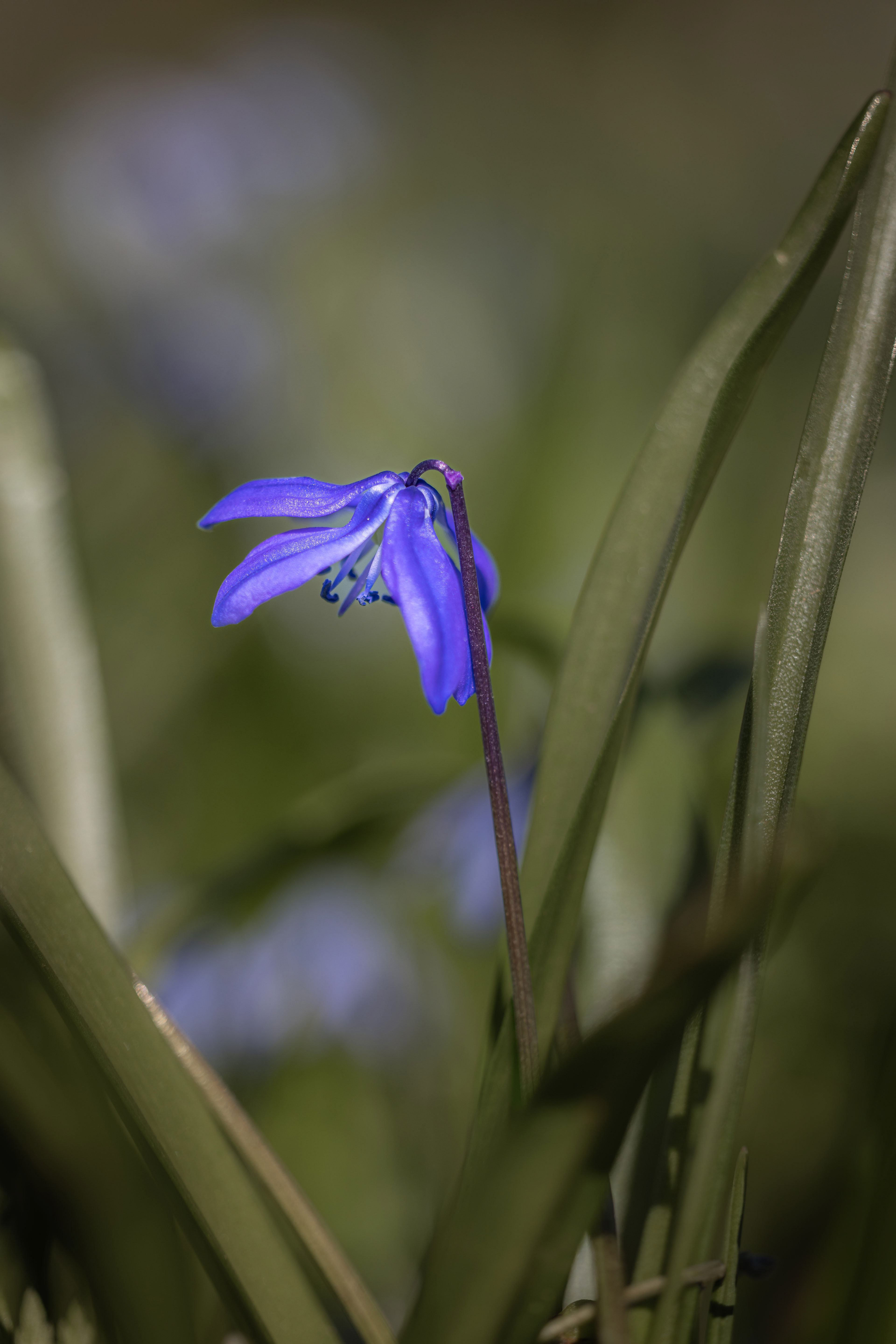 Fruehlingshaftes 6