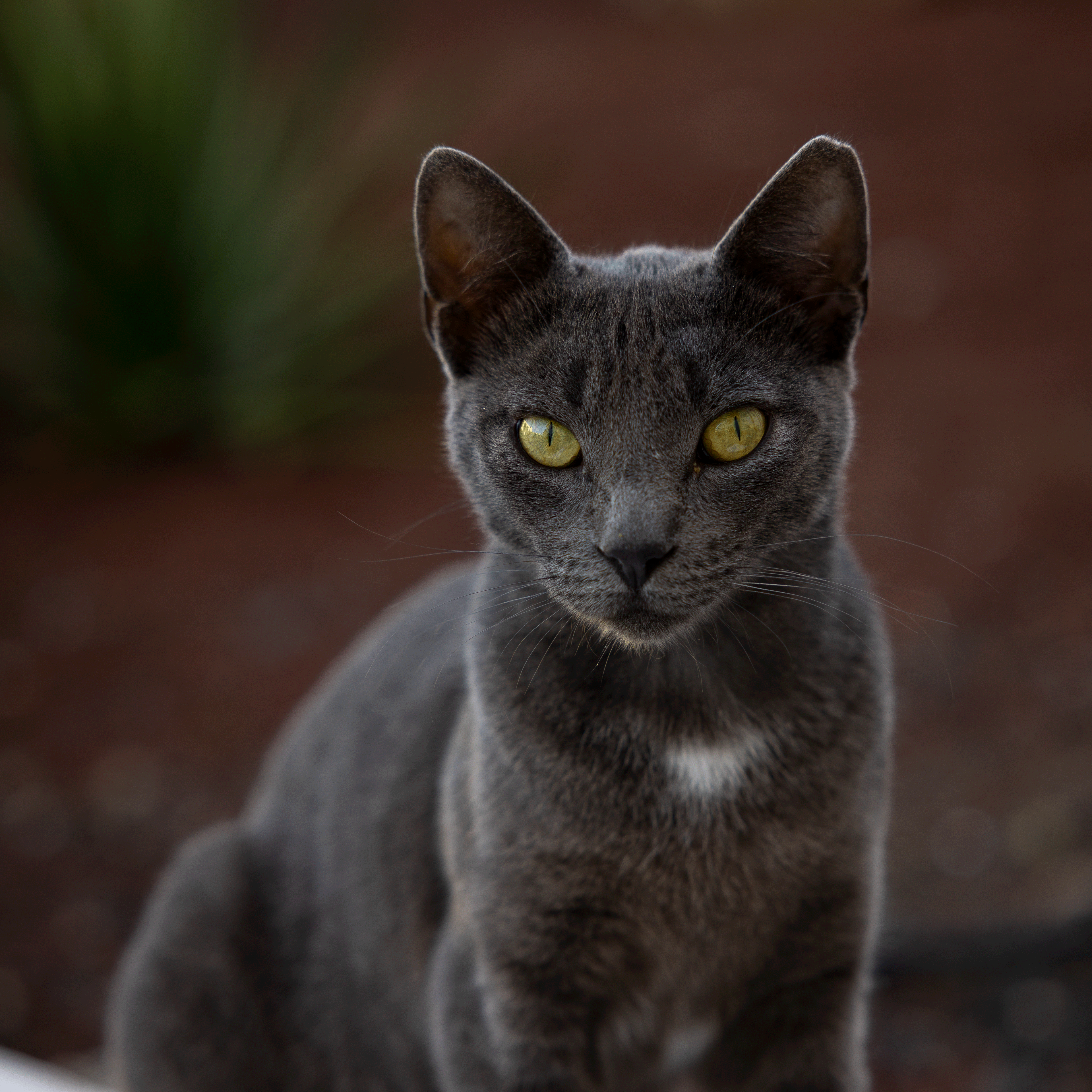 Miezekatze 19