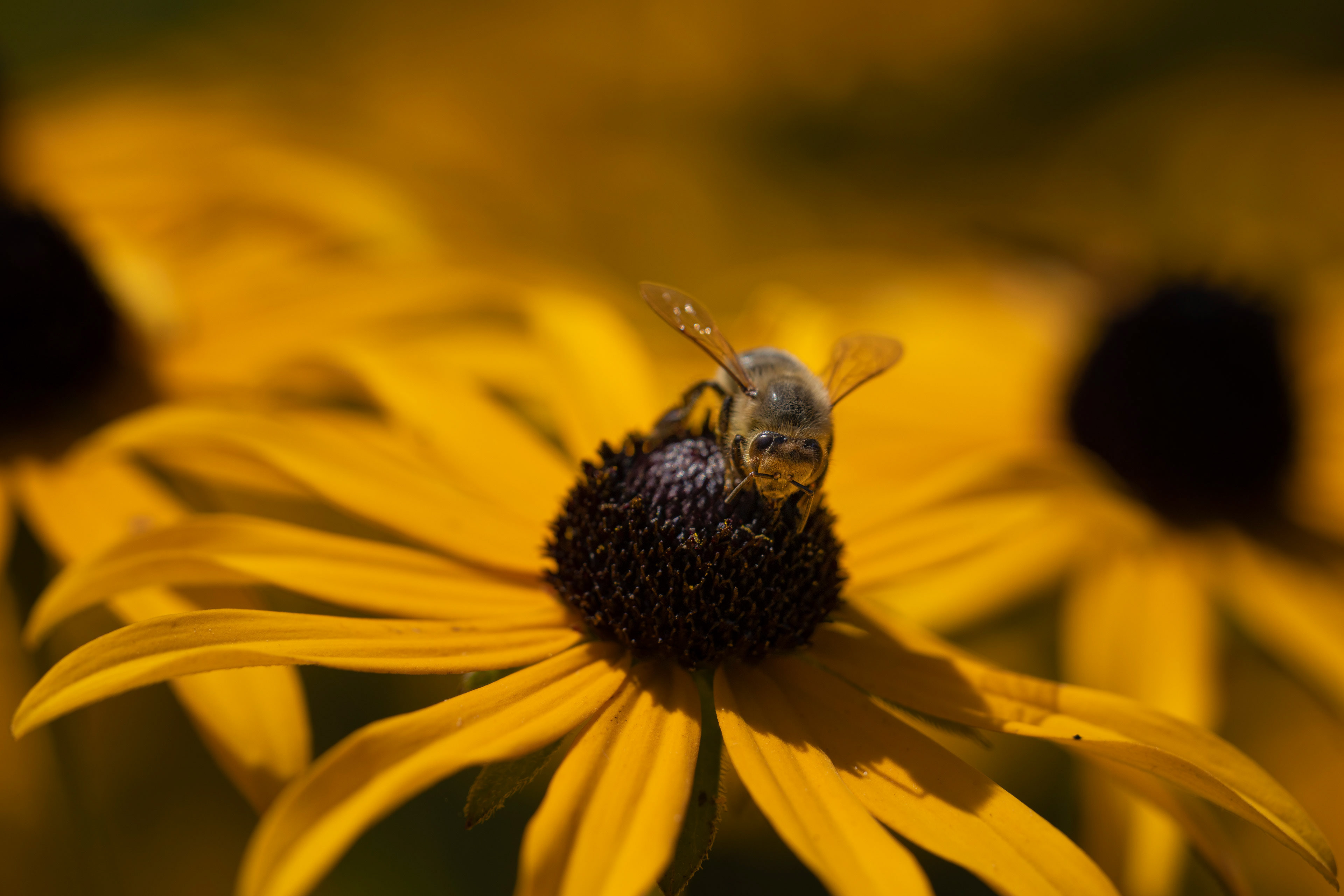 Tierisches 32