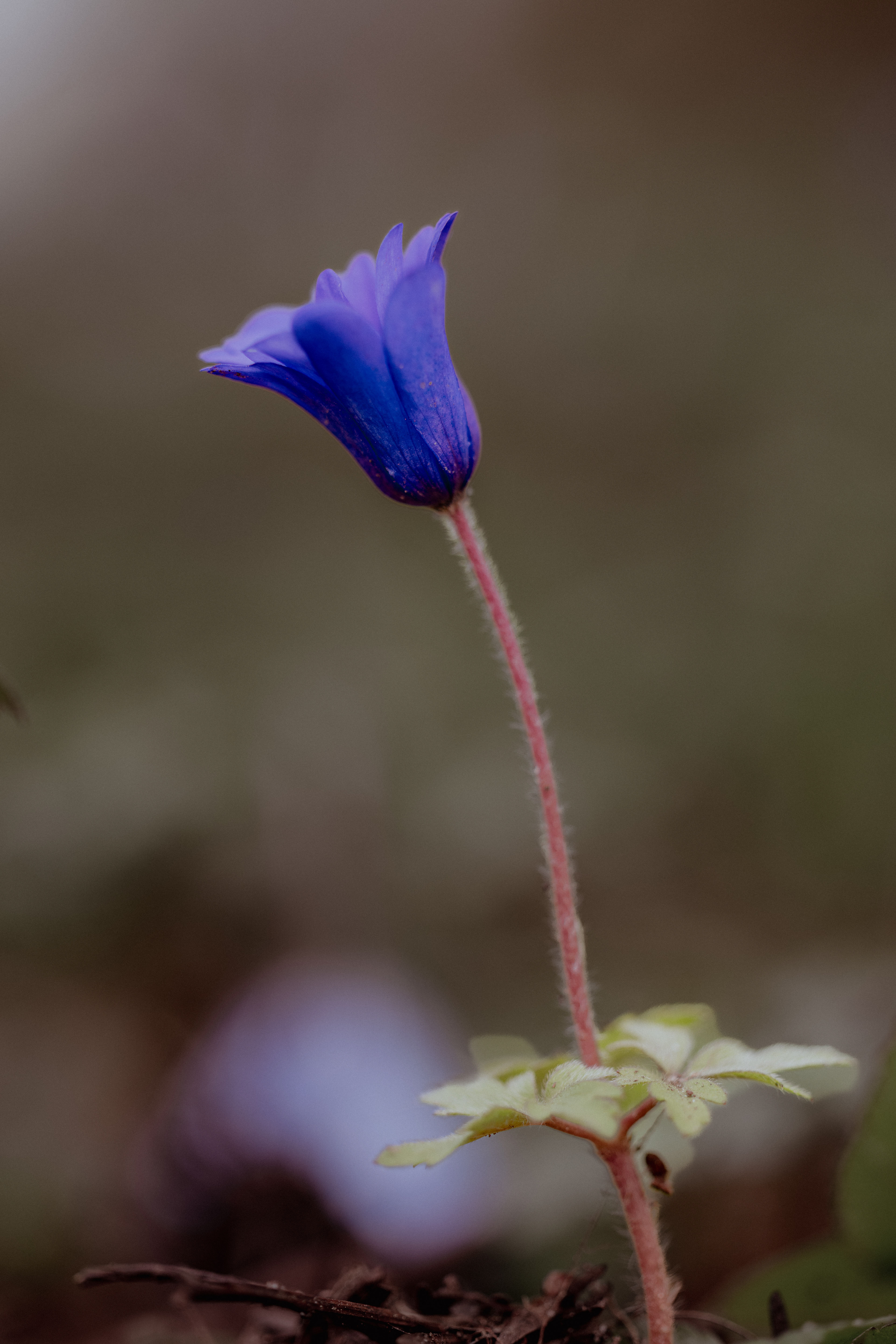 Fruehlingshaftes 10