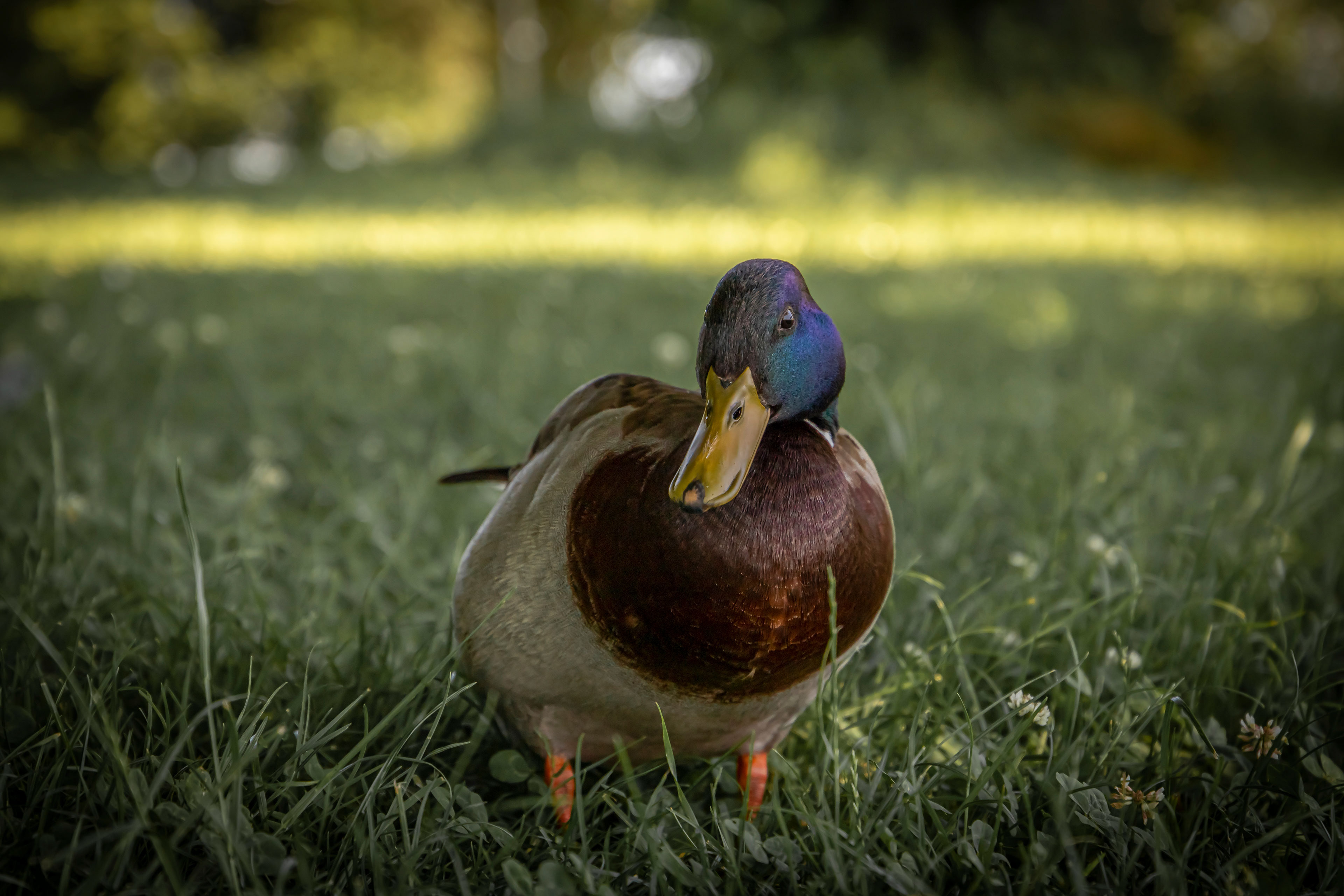 Tierisches 19