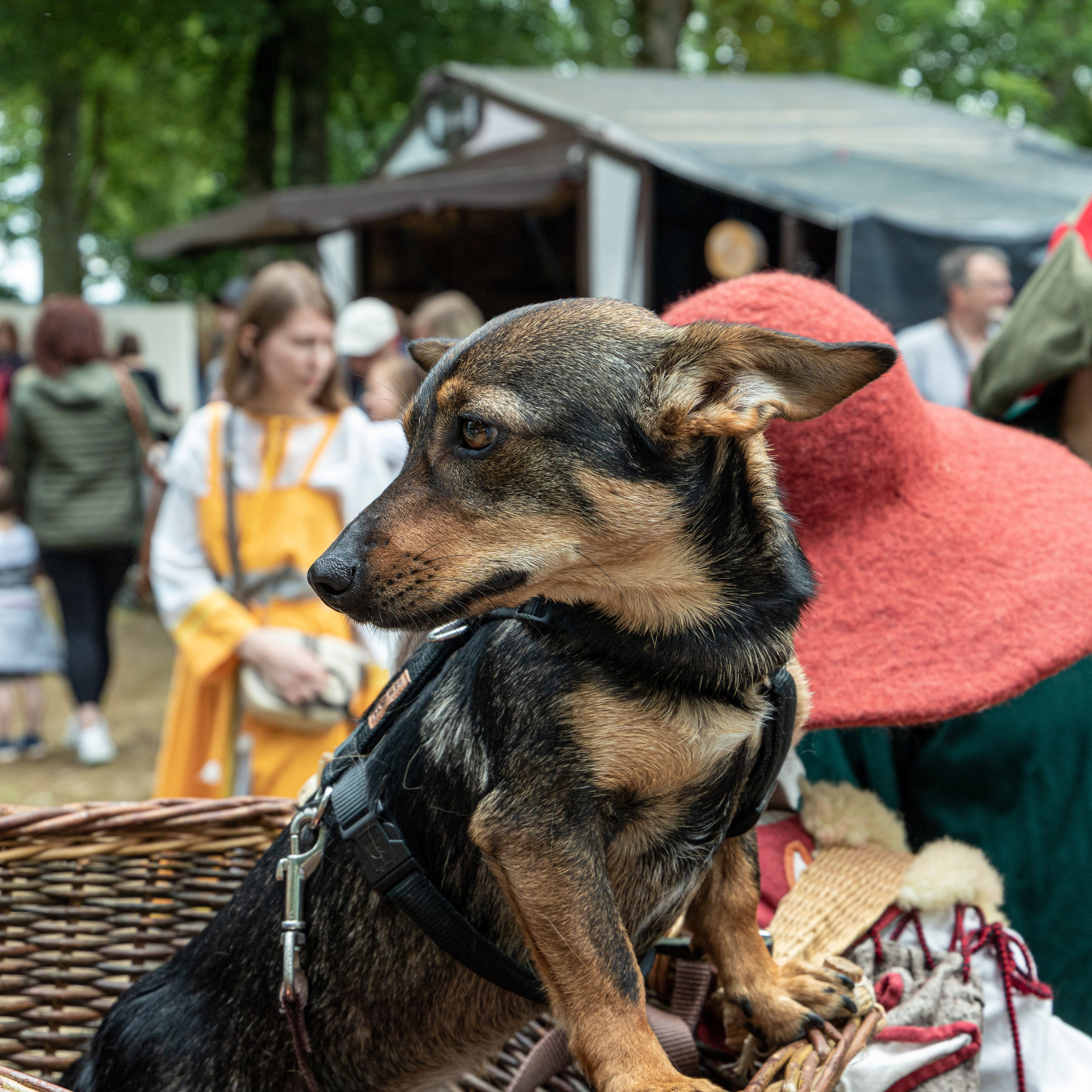 Fabula Corvinus - „Historicus Mercatus“ - Tuttlingen 2022 - 4