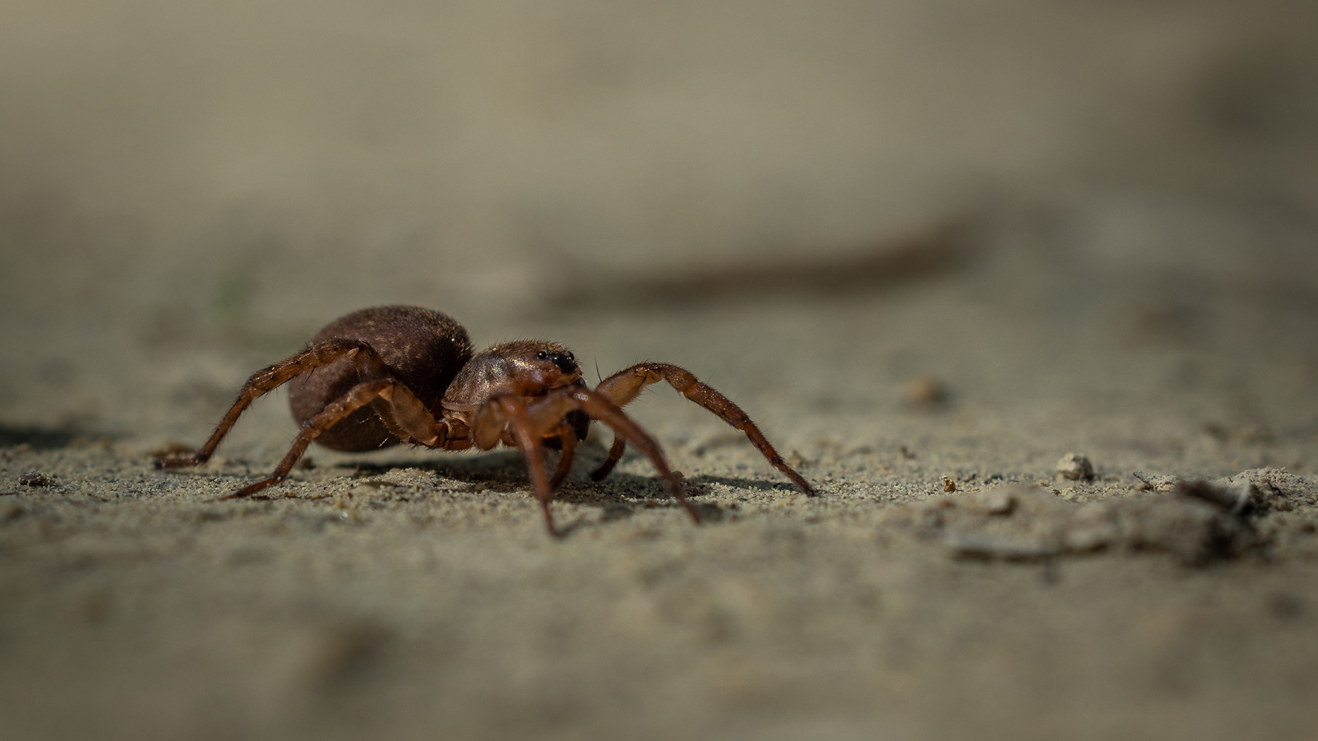 Tierisches 37