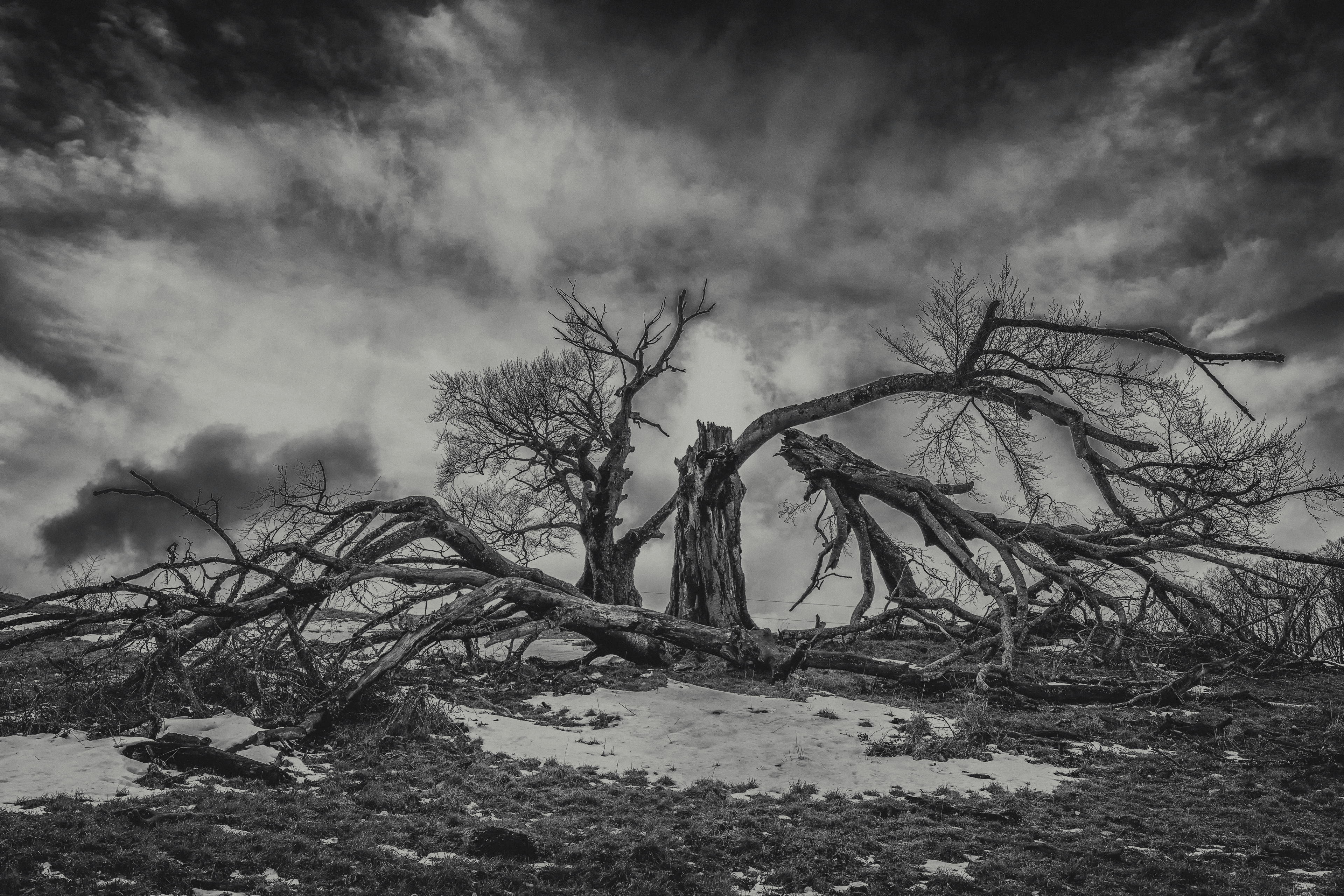 Trees ... rooted 57