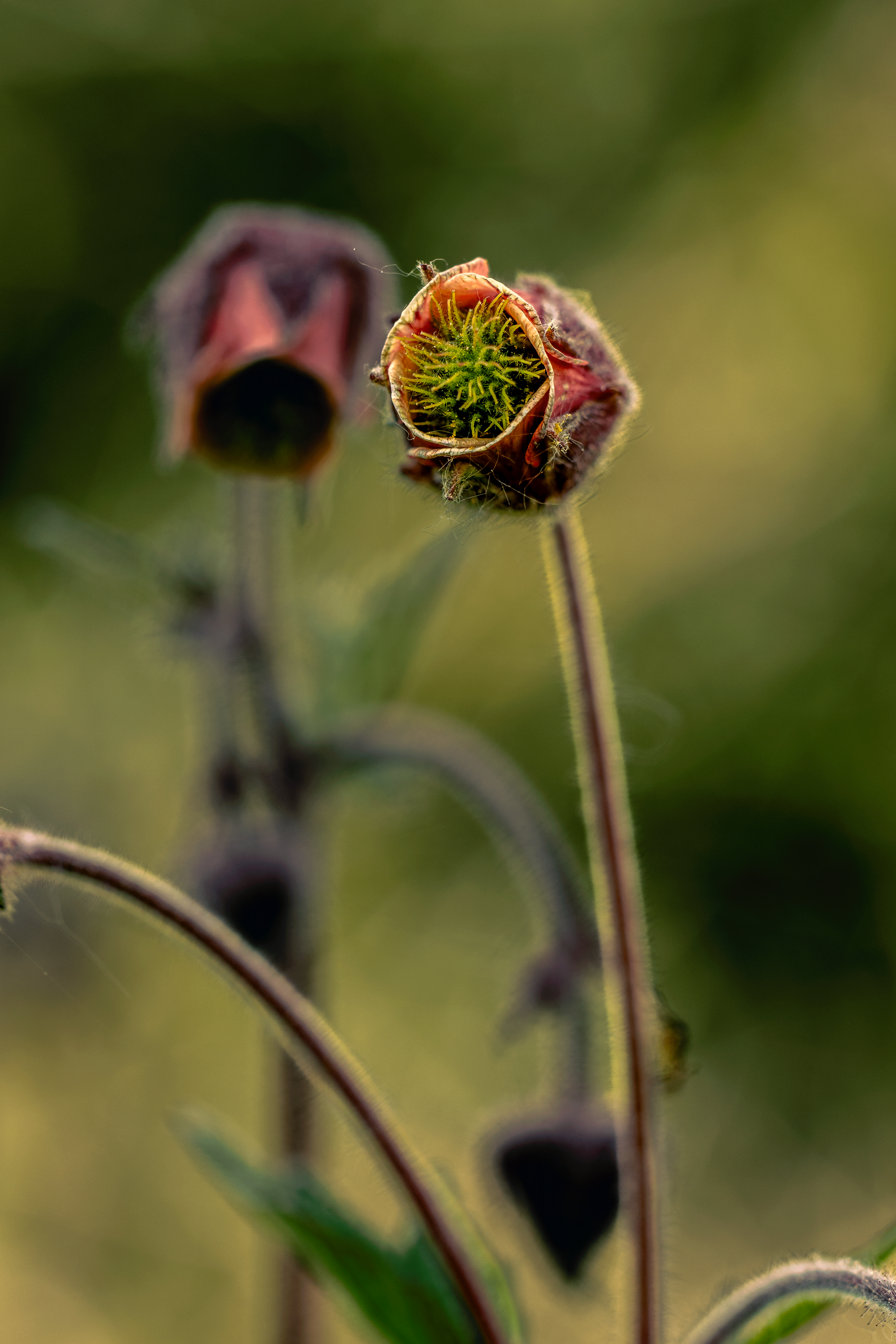 Fruehlingshaftes 40