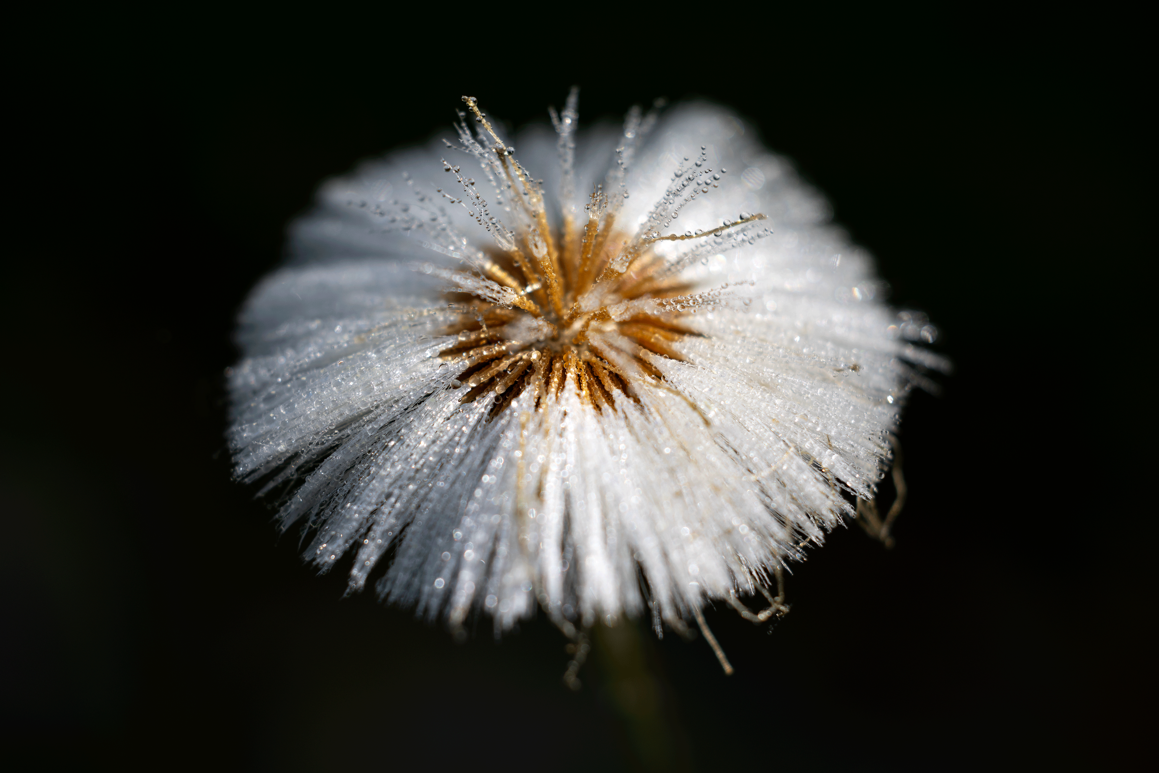 Fruehlingshaftes 34