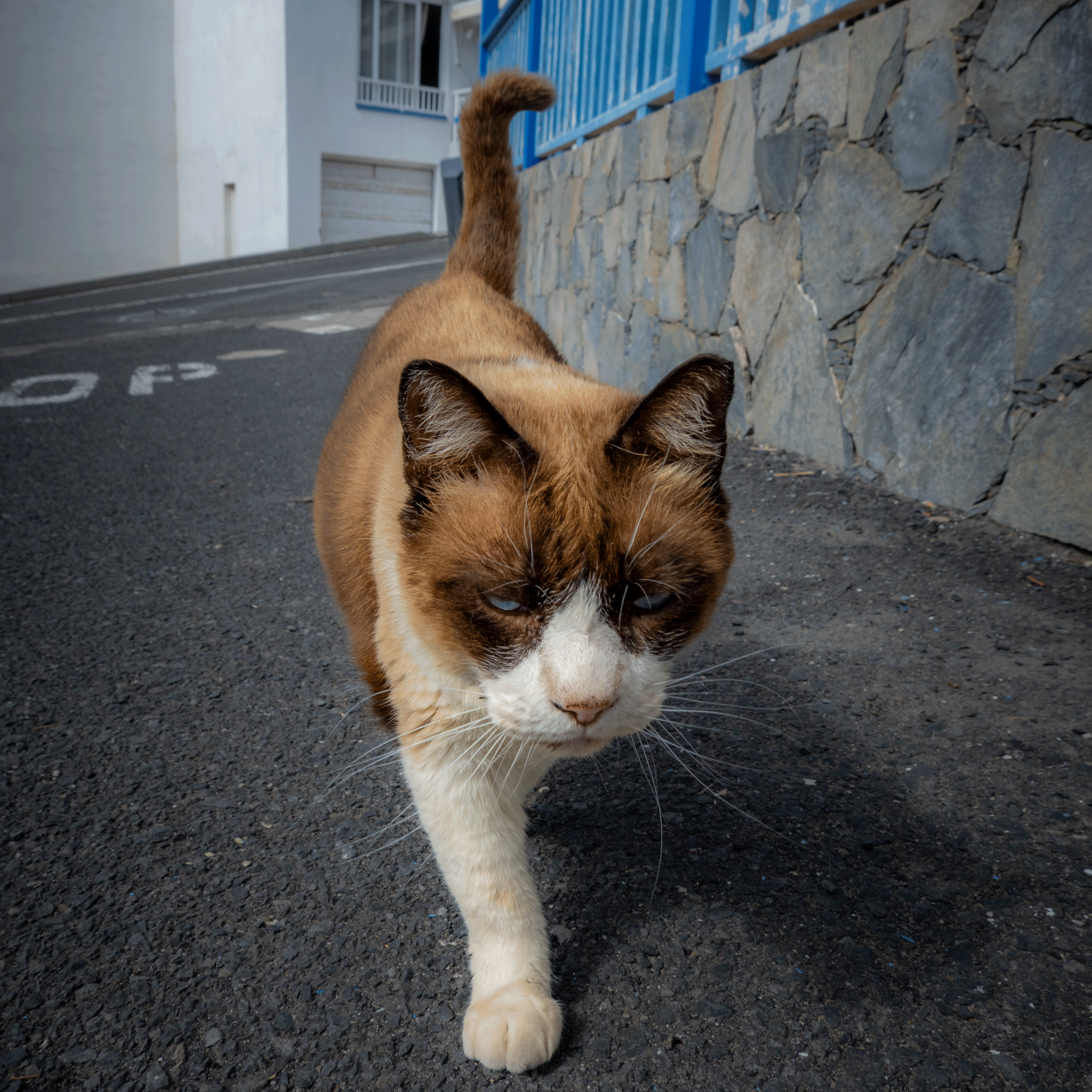 Miezekatze 21