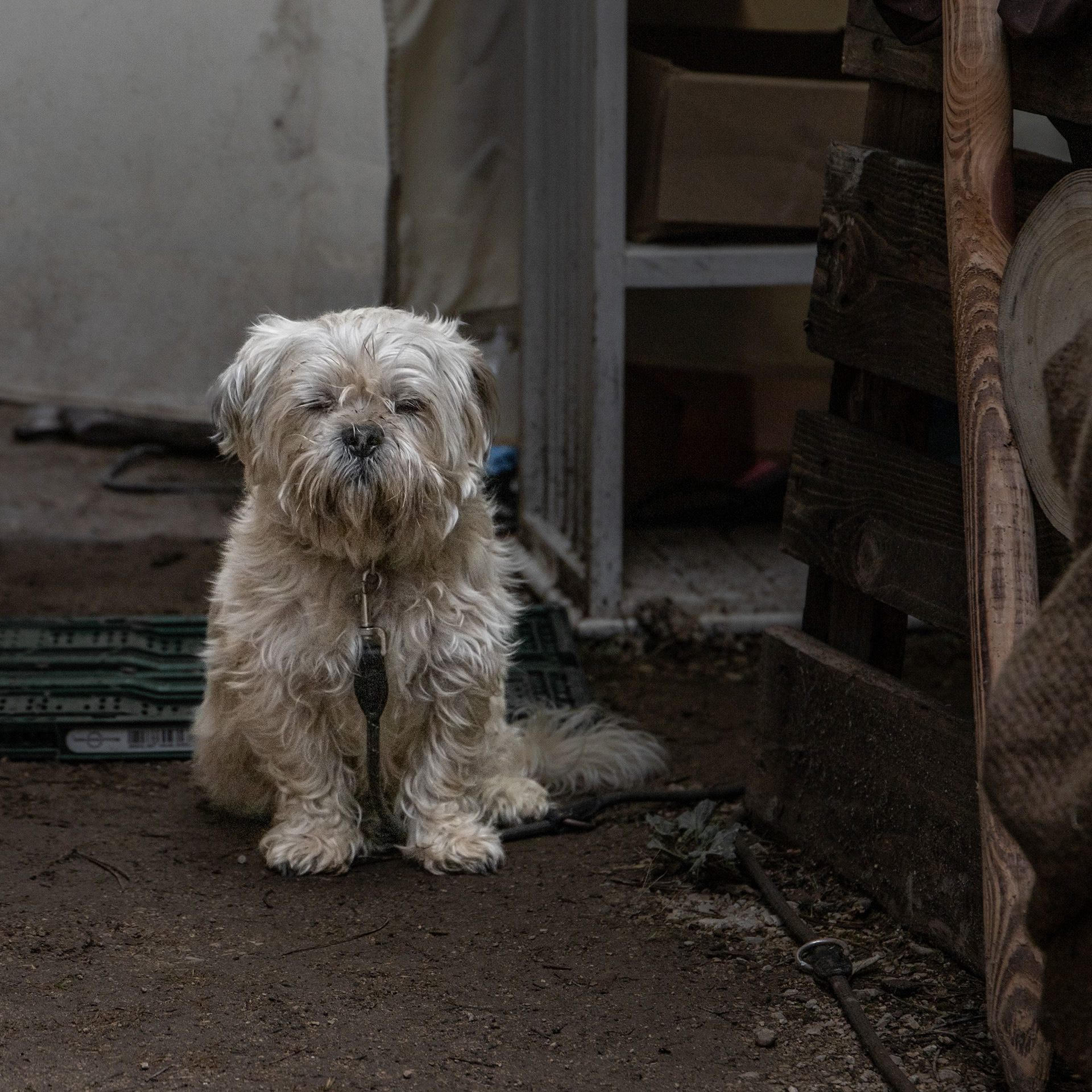 Fabula Corvinus - „Historicus Mercatus“ - Tuttlingen 2022 - 9