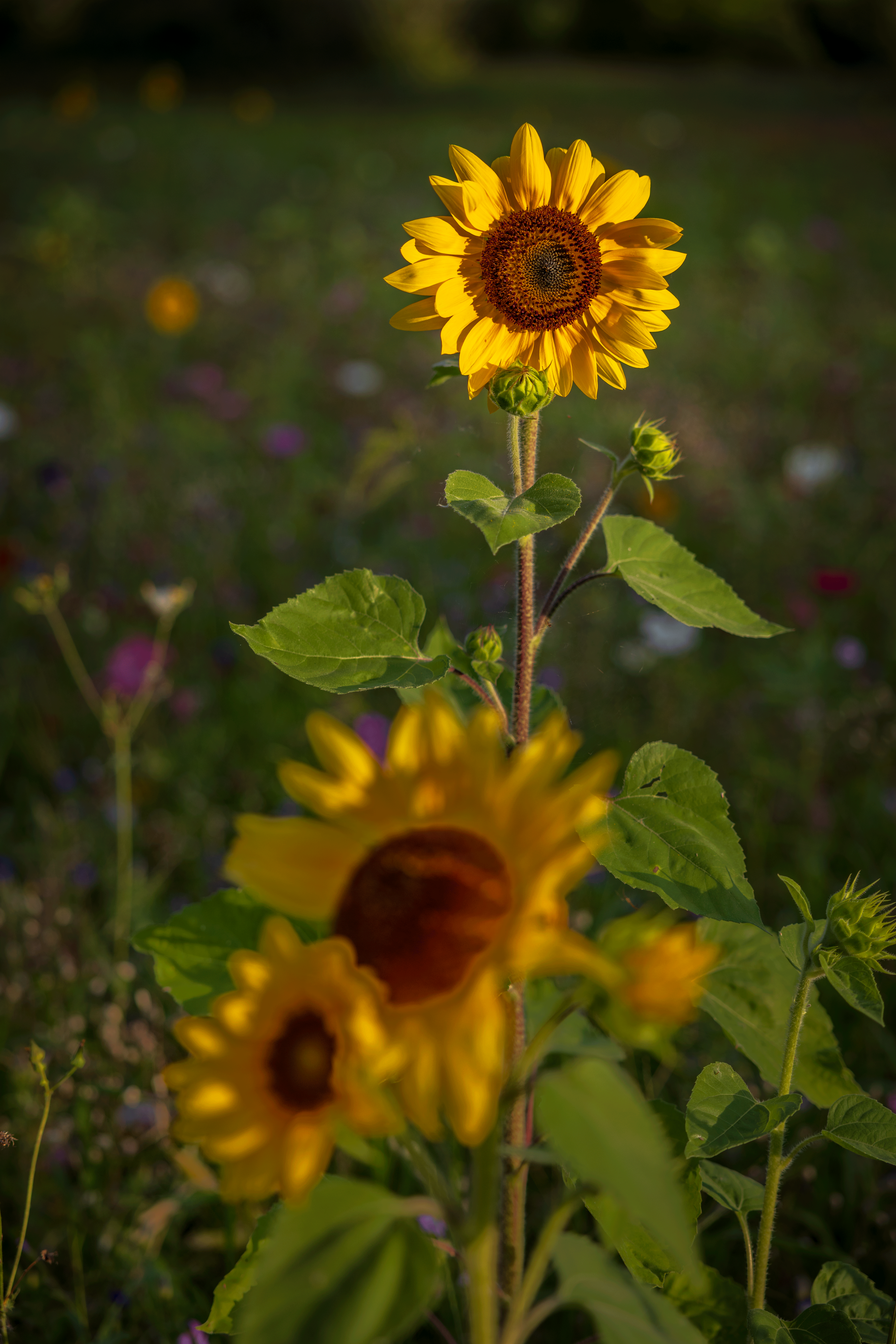 Blooming 15