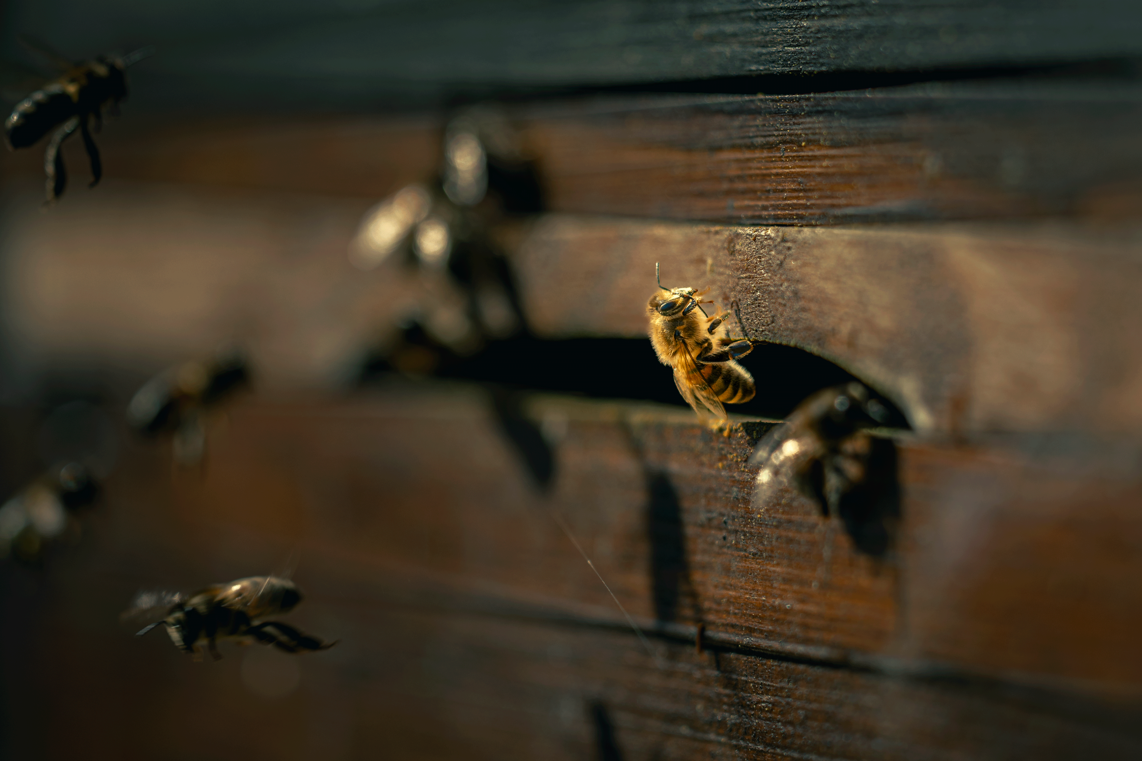 Tierisches 52