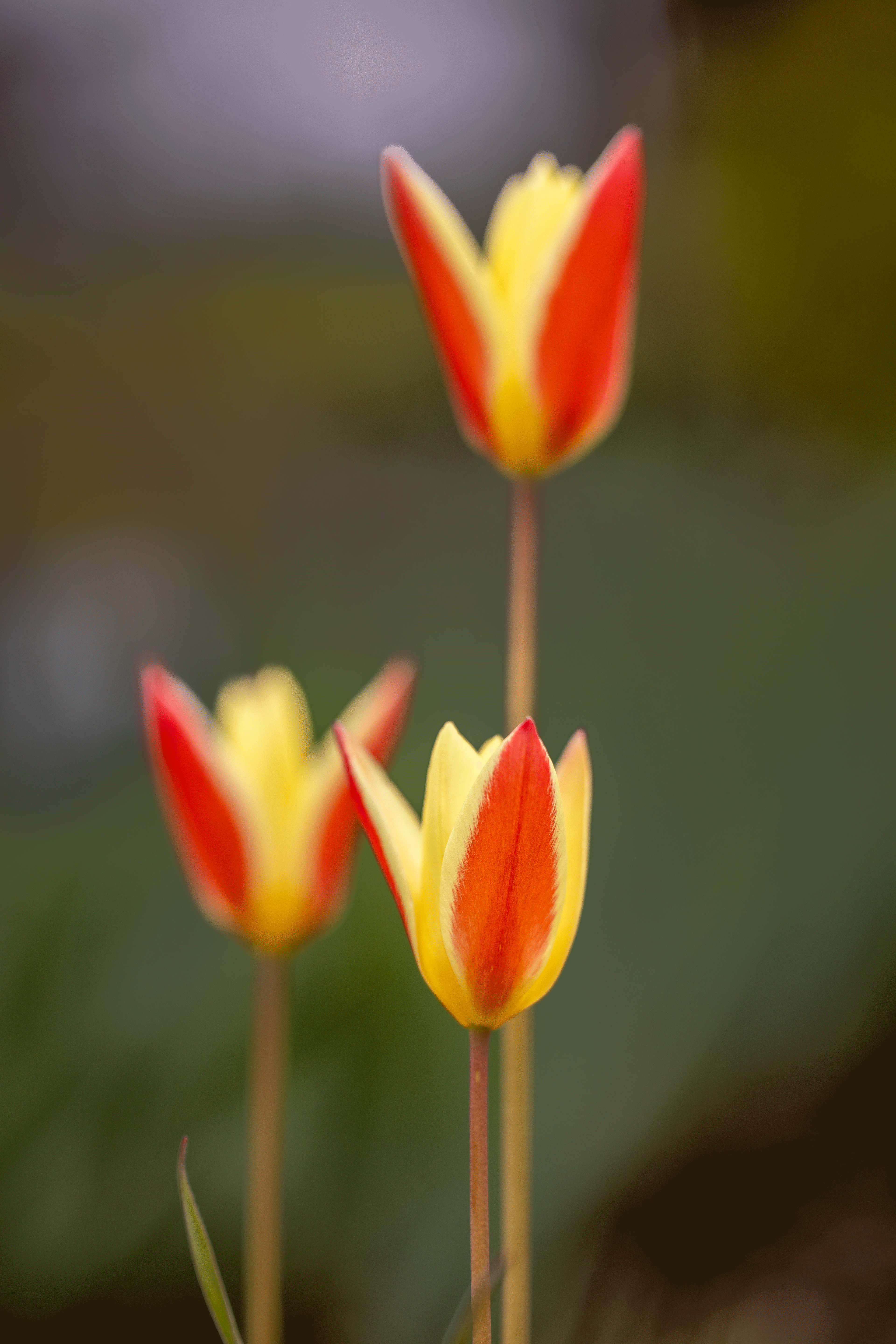 Fruehlingshaftes 32