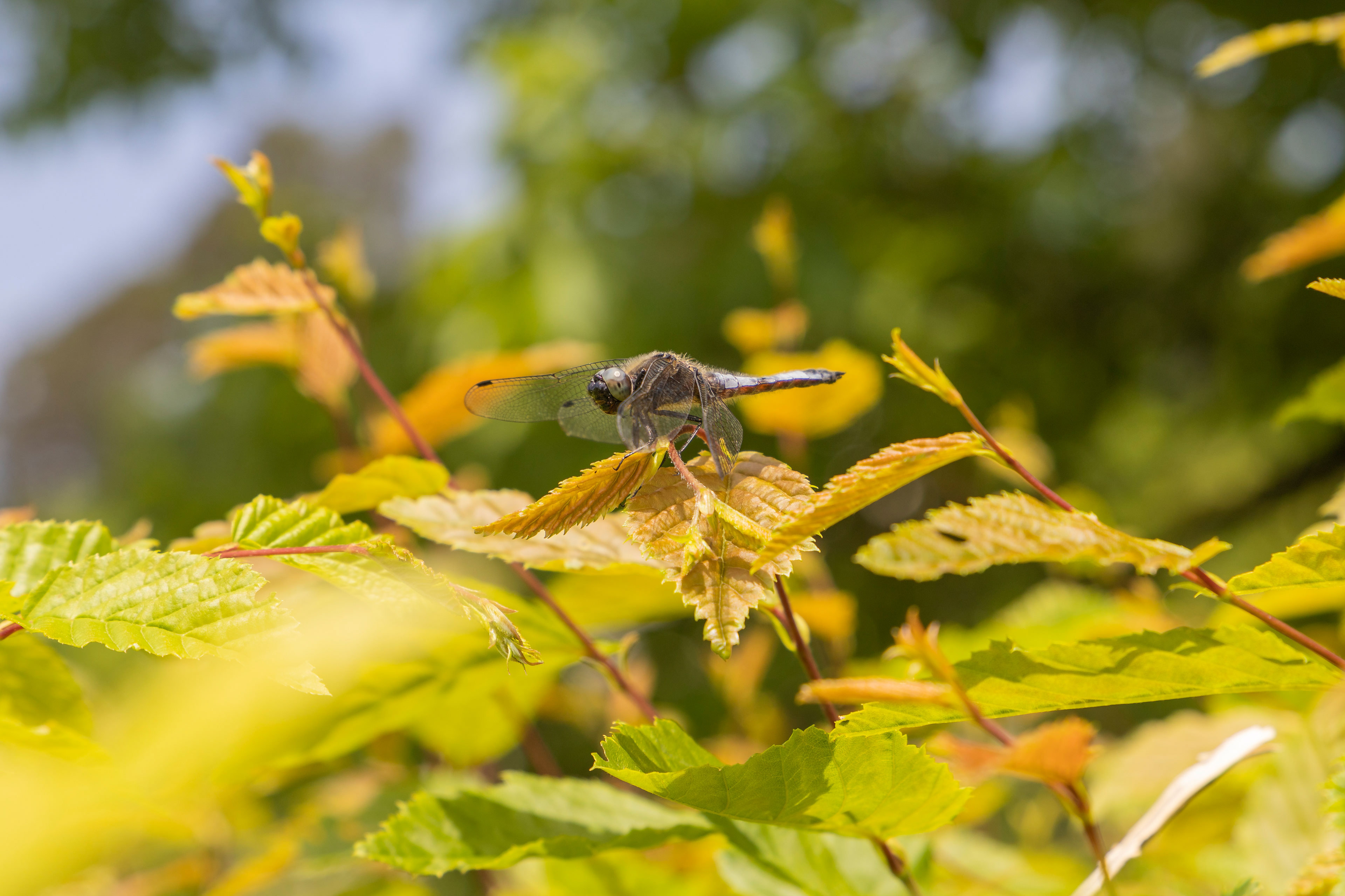 Tierisches 18